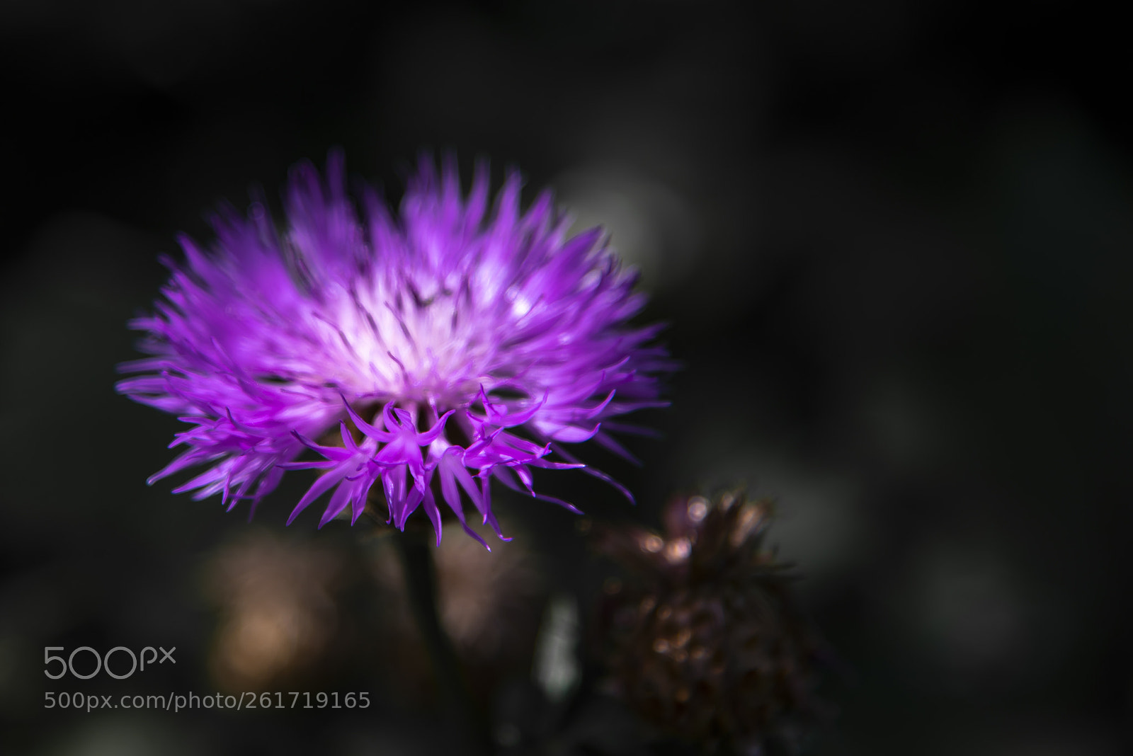 Nikon D750 sample photo. Every flower is a photography