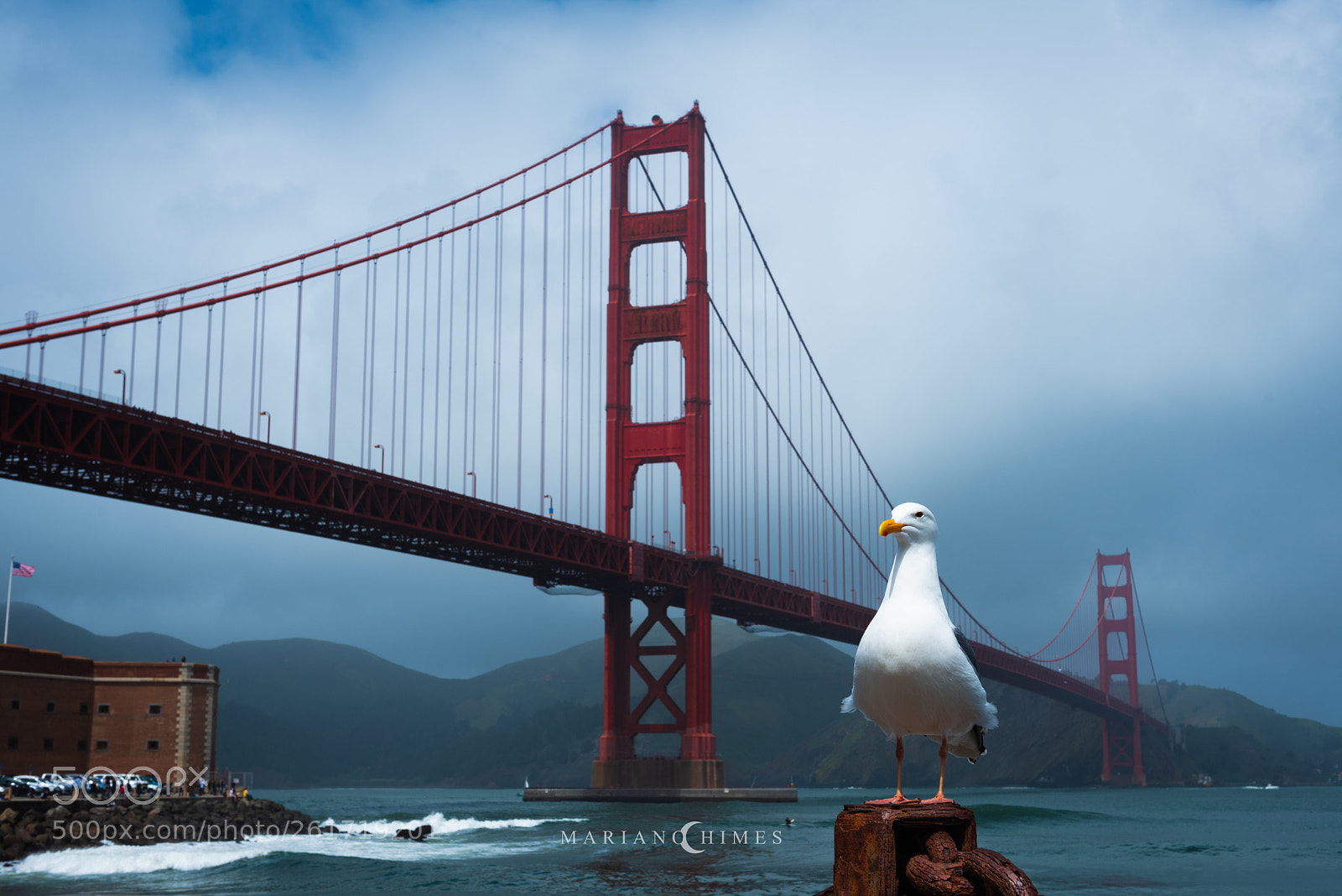 Nikon D750 sample photo. Golden gate seagull photography