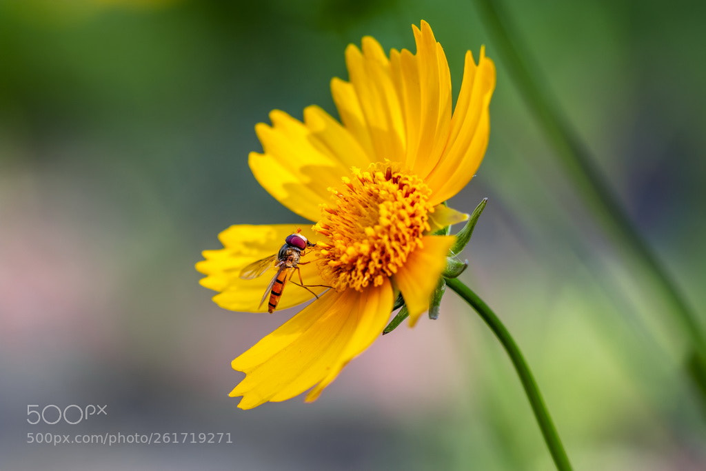 Canon EOS 70D sample photo. Working day photography