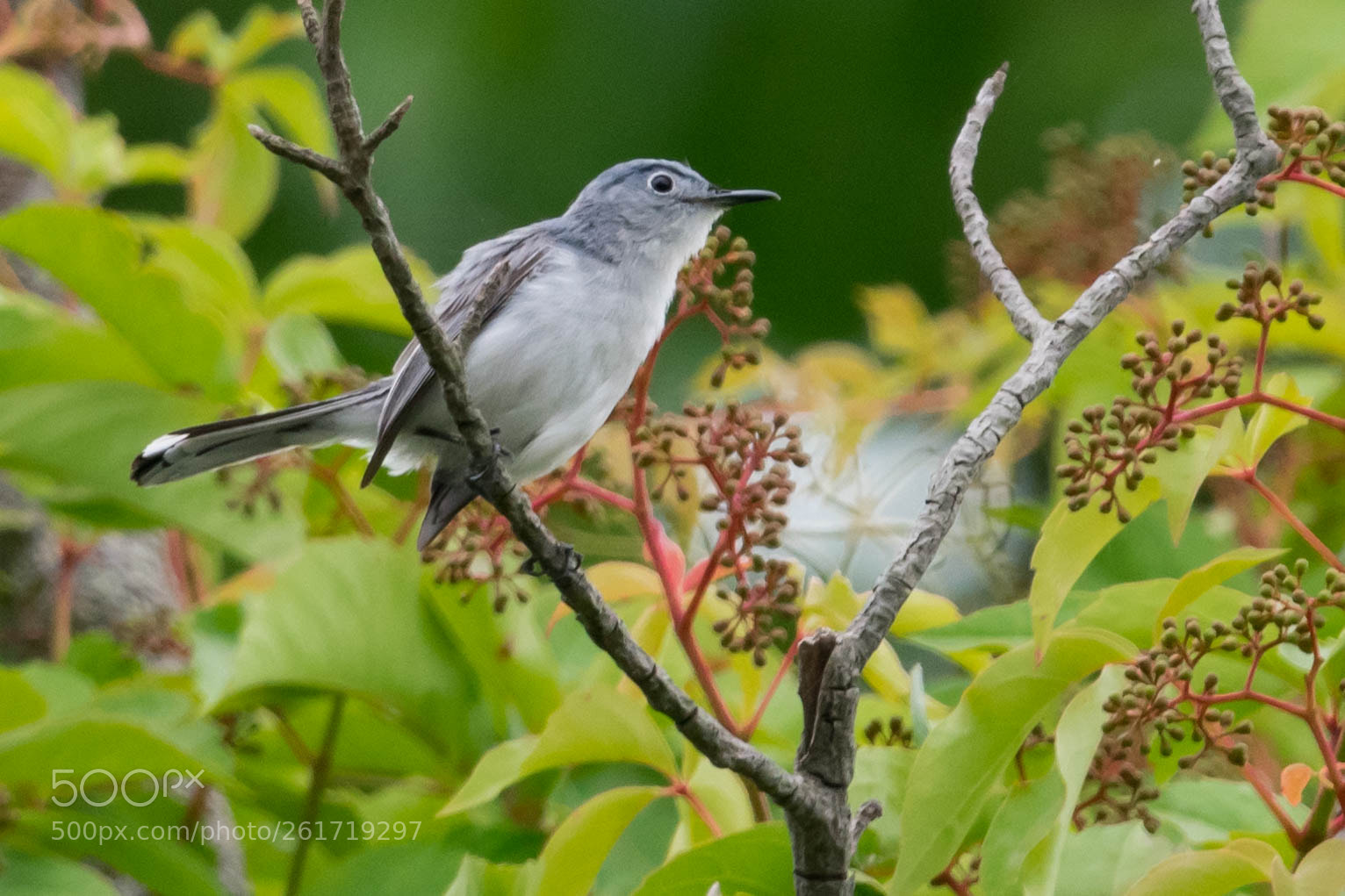 Nikon D3400 sample photo. Blue-gray gnatcatcher photography