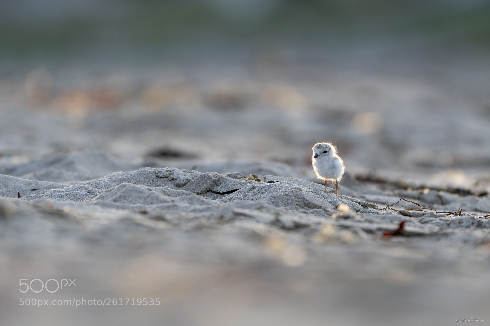 Nikon D500 sample photo. Piping plover chick photography
