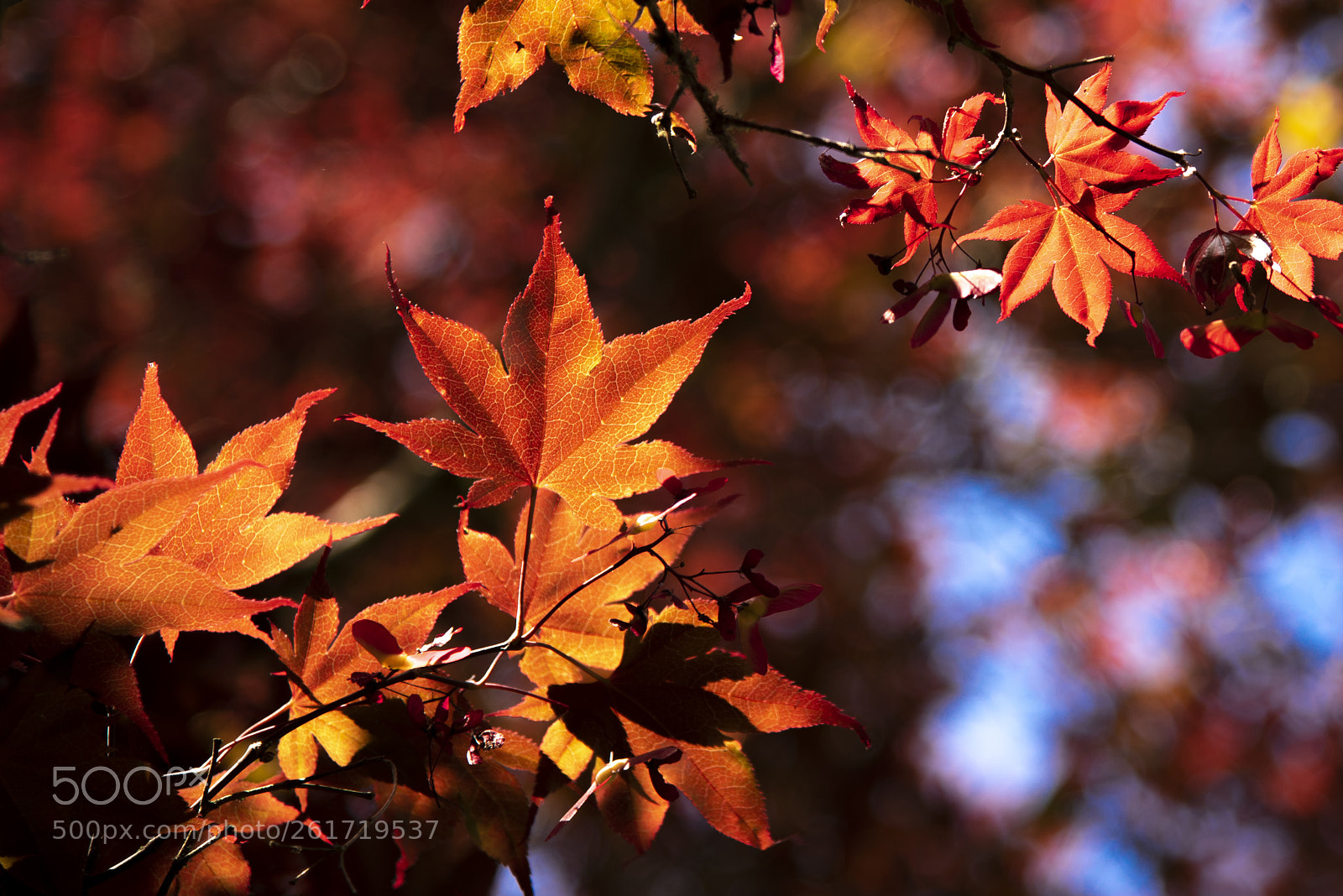 Nikon D750 sample photo. Trees on sunday photography