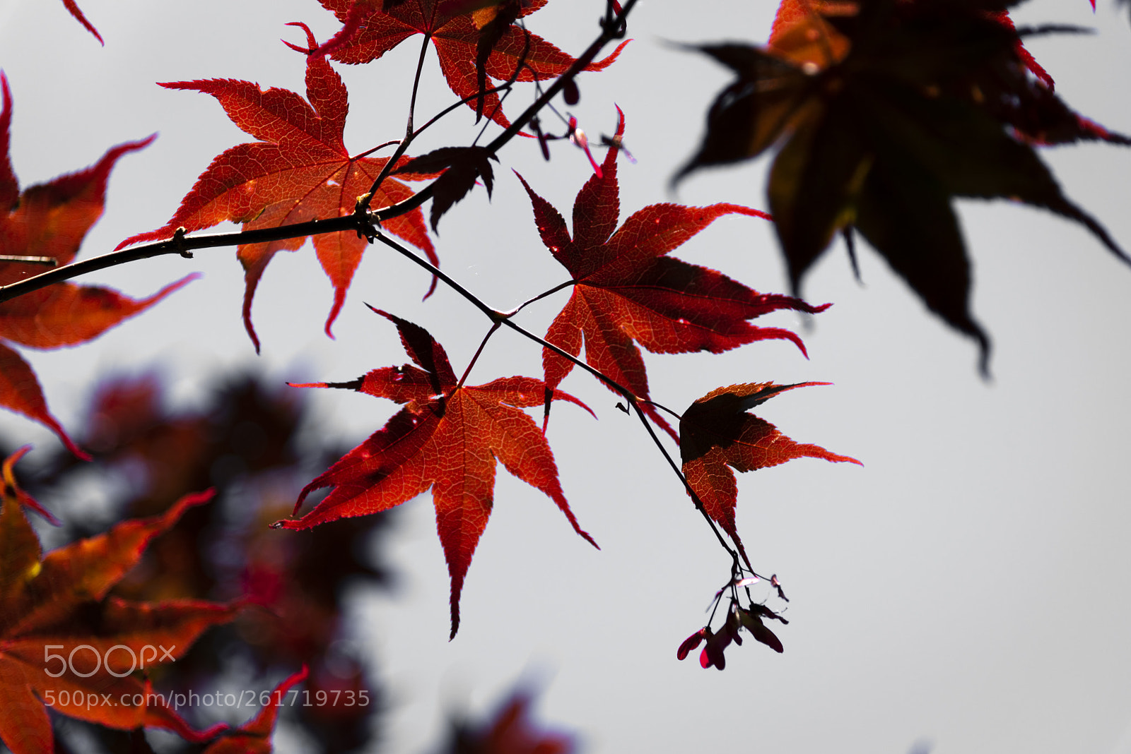 Nikon D750 sample photo. Tip of a leaf photography