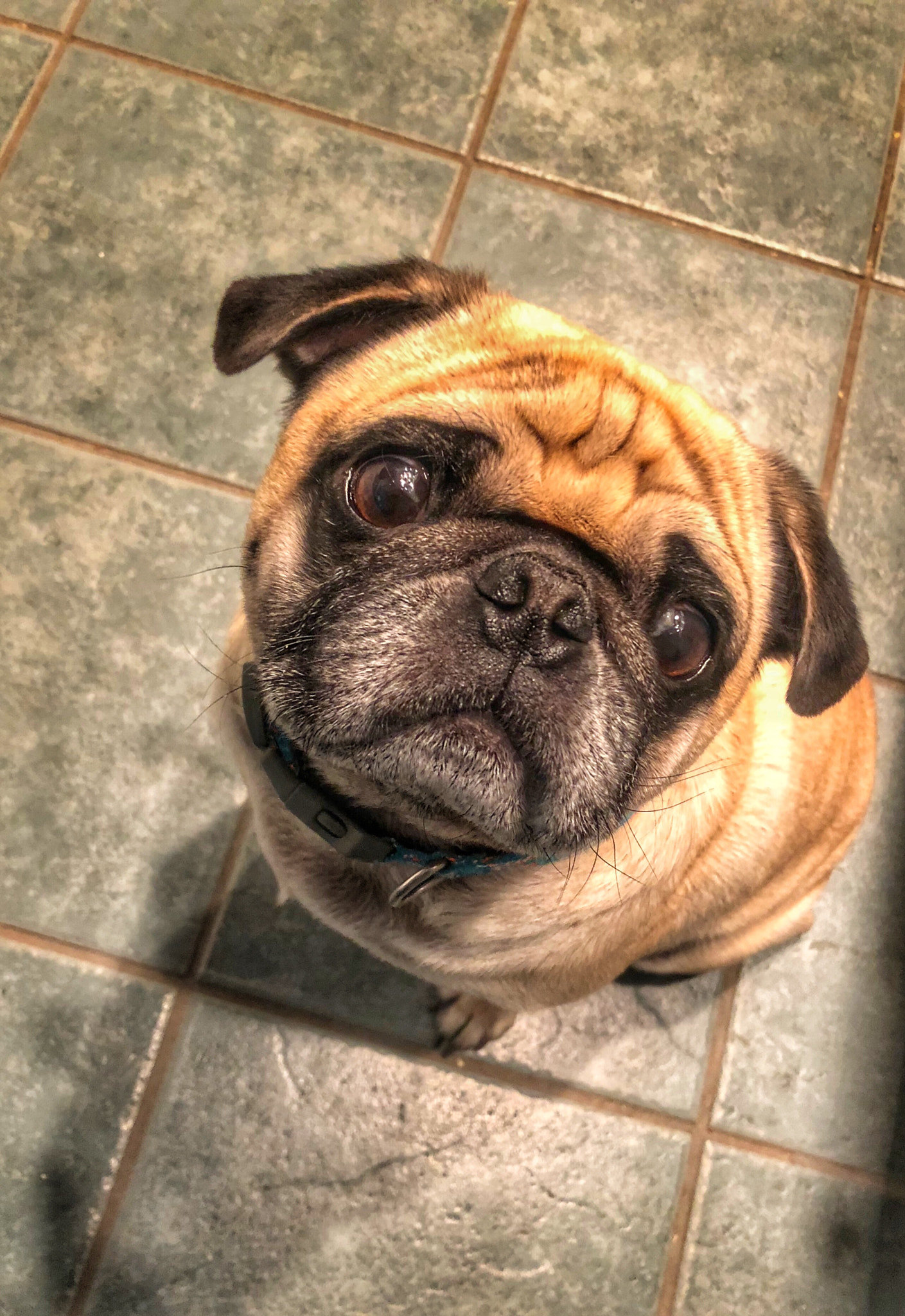 Apple iPhone 8 sample photo. Pugger photography