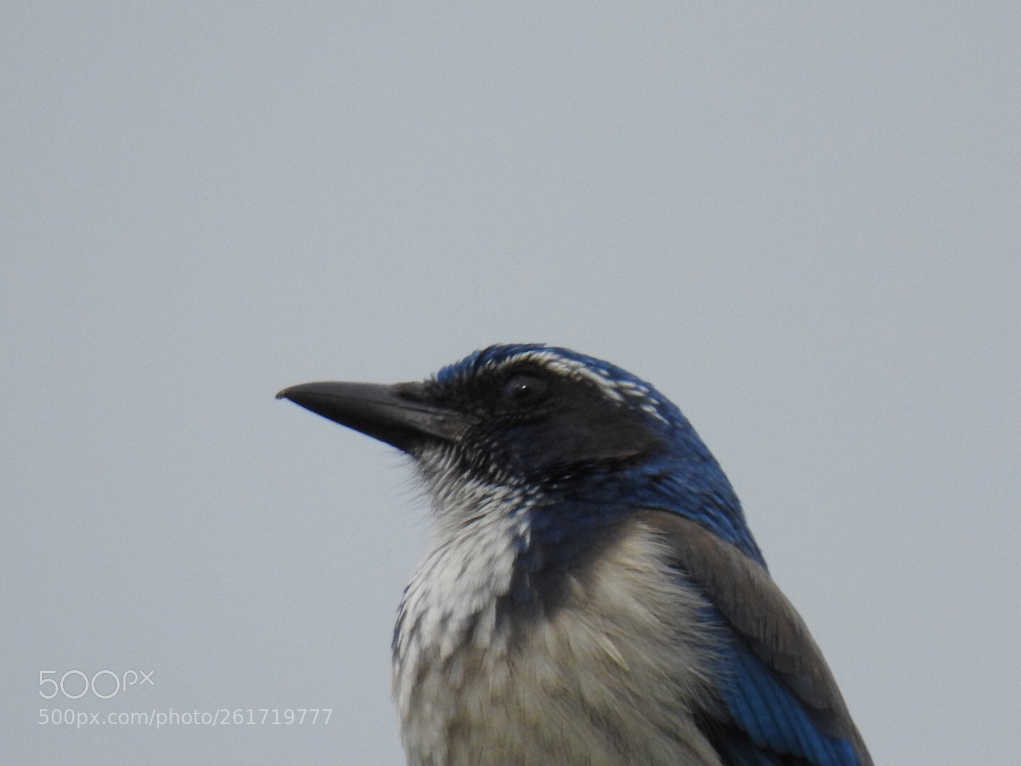 Nikon Coolpix P900 sample photo. California scrub jay photography
