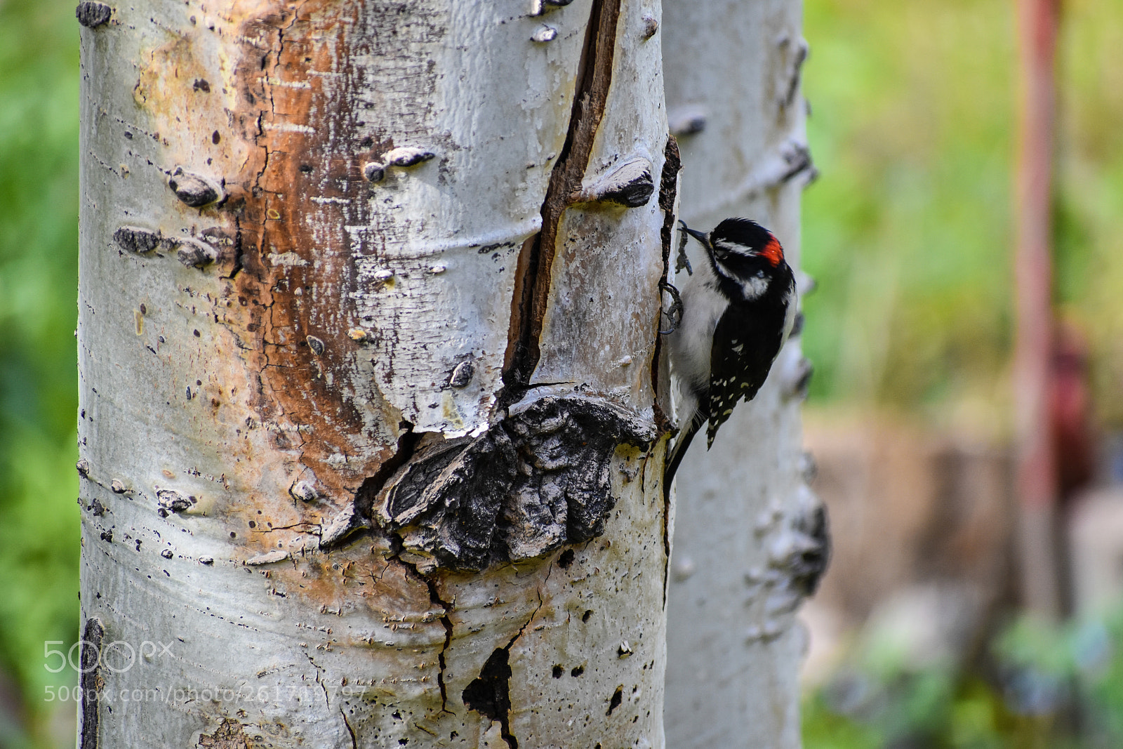 Nikon D3400 sample photo. Woodpecker photography