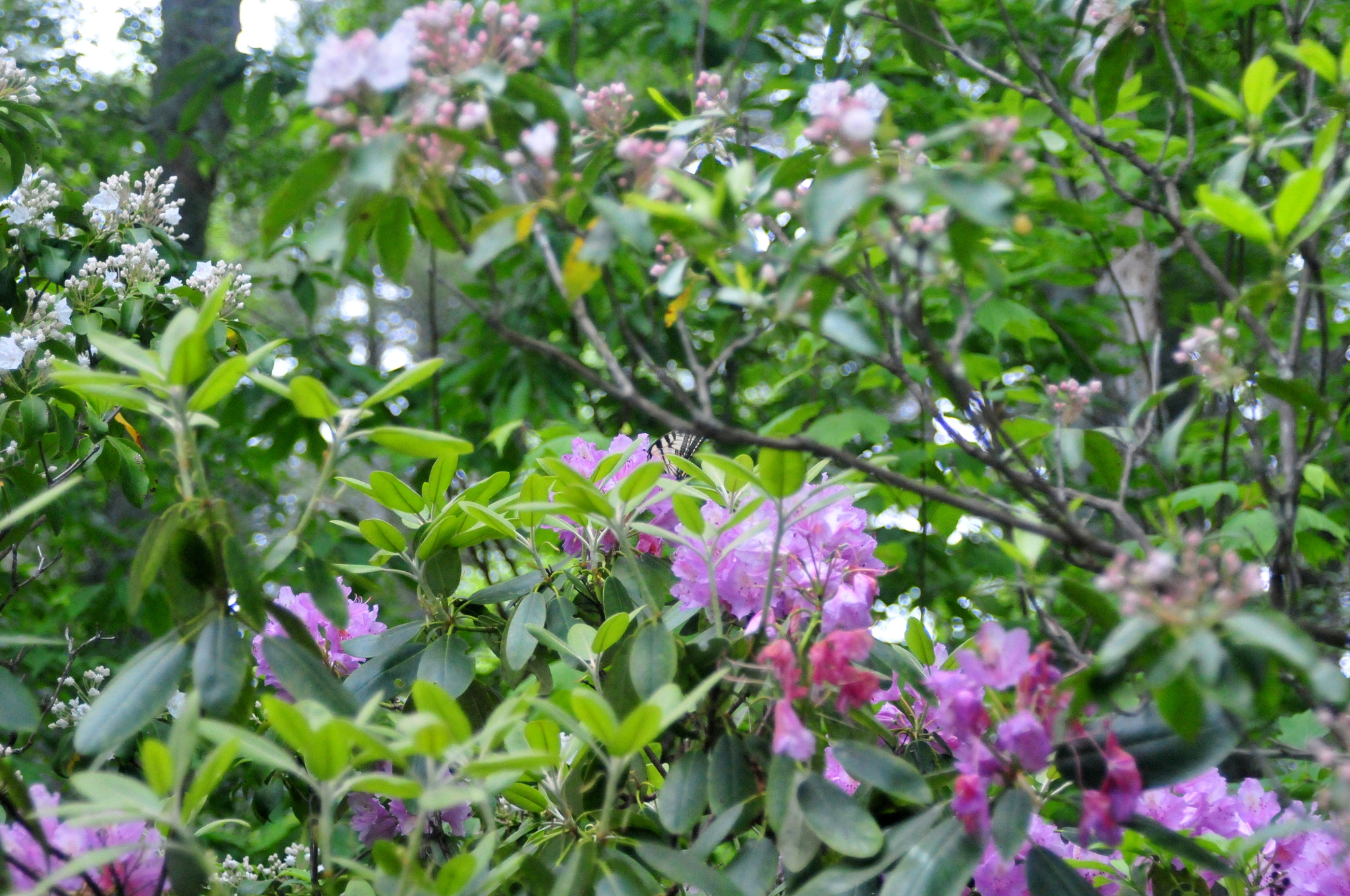 AF Zoom-Nikkor 28-105mm f/3.5-4.5D IF sample photo. Dsc photography