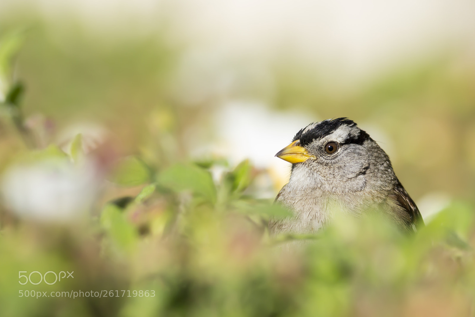 Canon EOS 60D sample photo. Golden-crowned sparrow photography