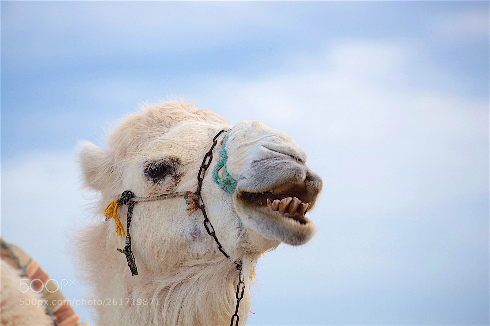 Canon EOS 5D Mark II sample photo. Camel in tunisia photography