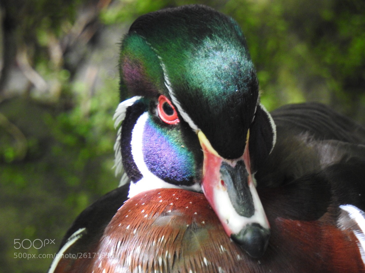 Nikon Coolpix P900 sample photo. Wood duck photography