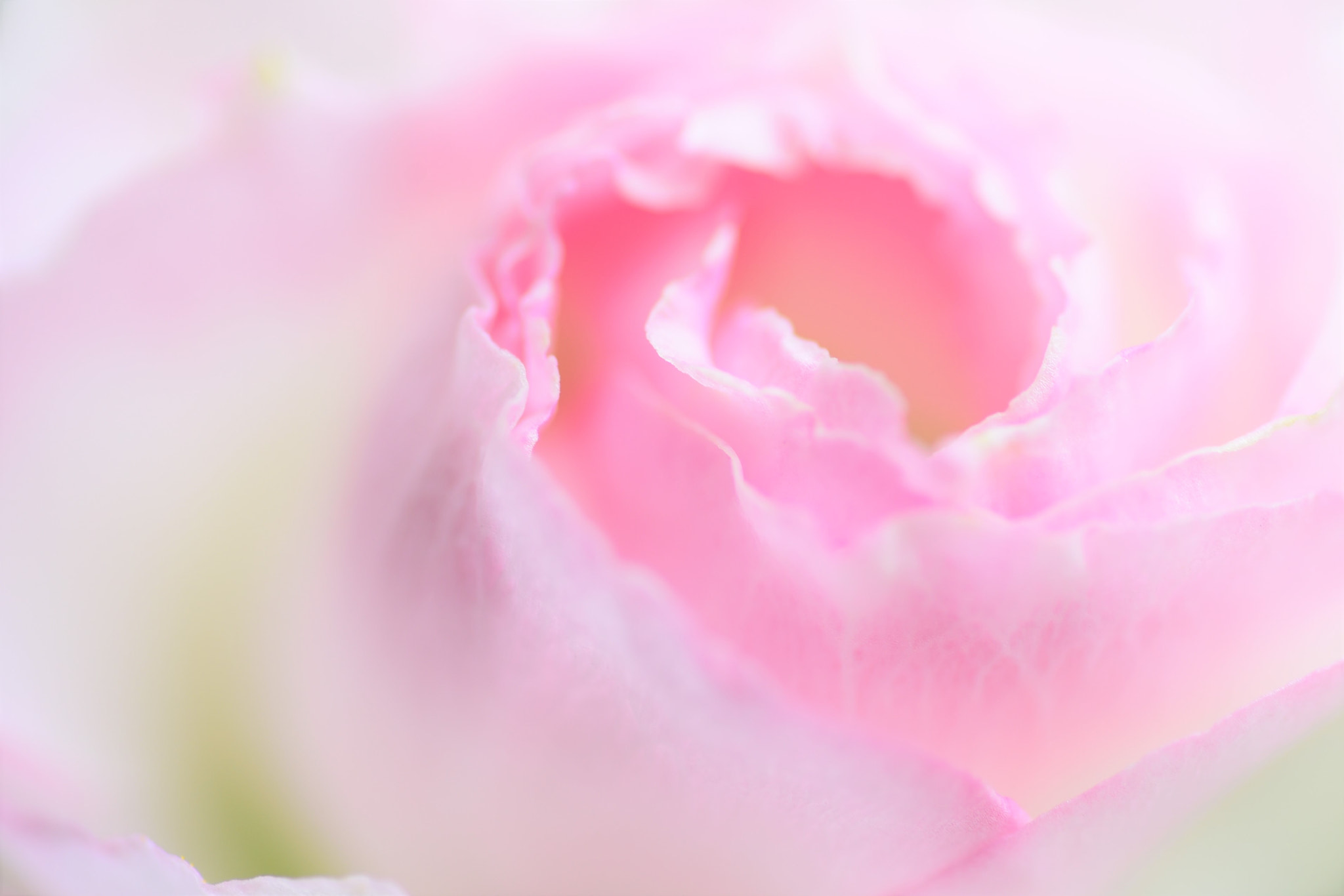 Nikon D750 sample photo. Sweet and melting♪ photography