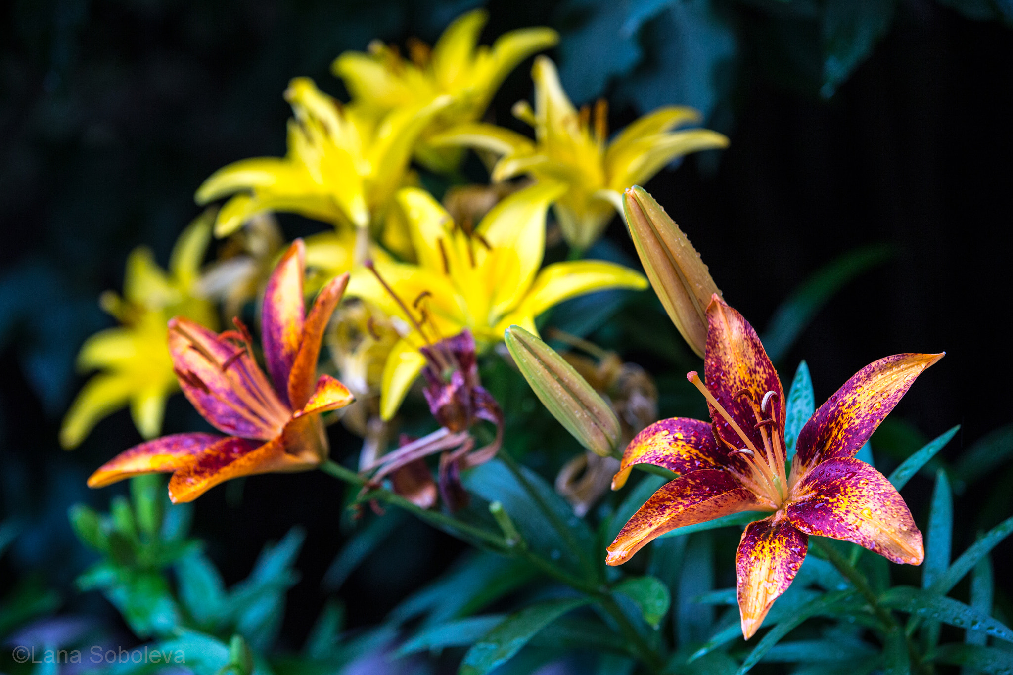 Canon EOS-1D X sample photo. Lillies in the rain photography