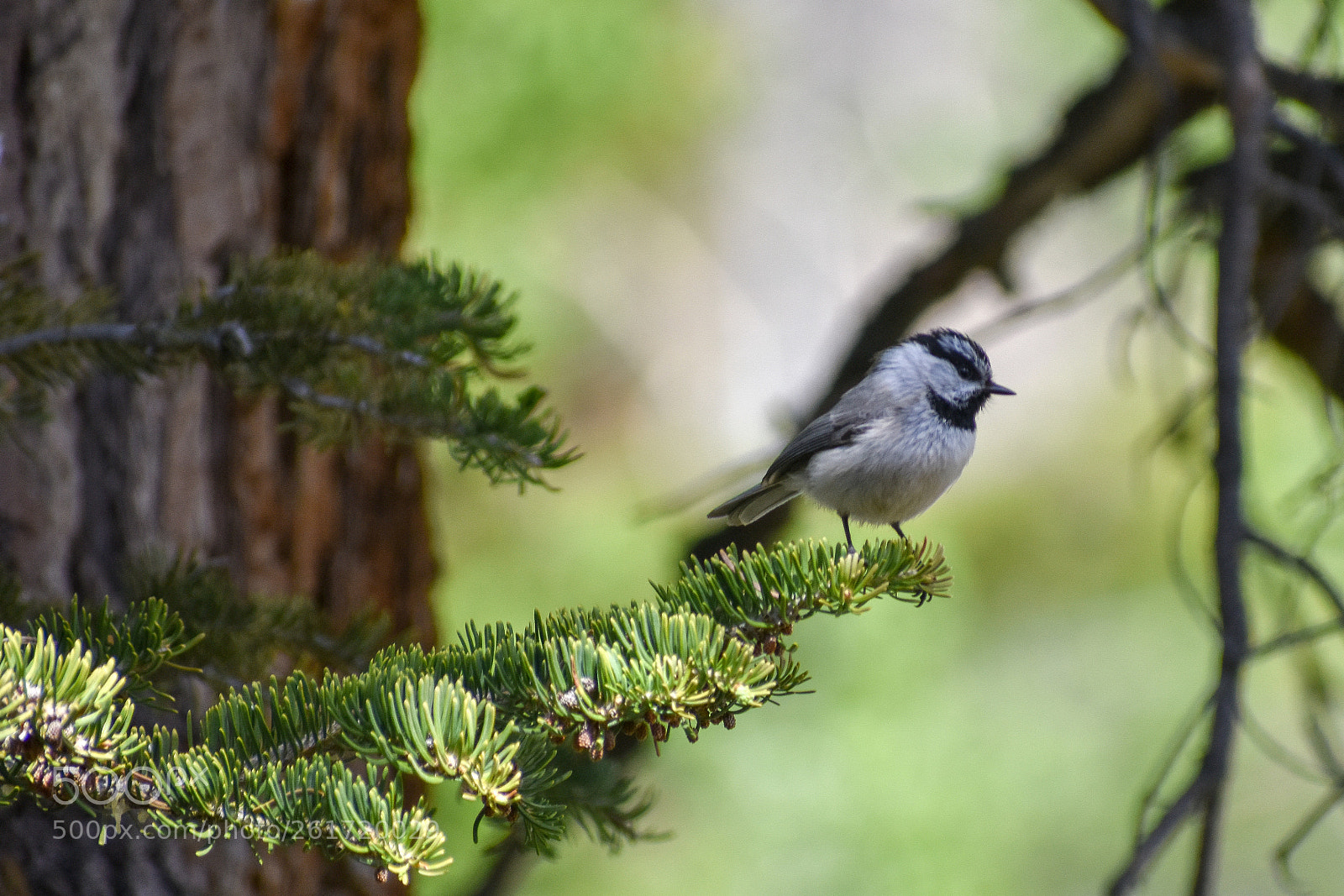 Nikon D3400 sample photo. Titanic bird photography