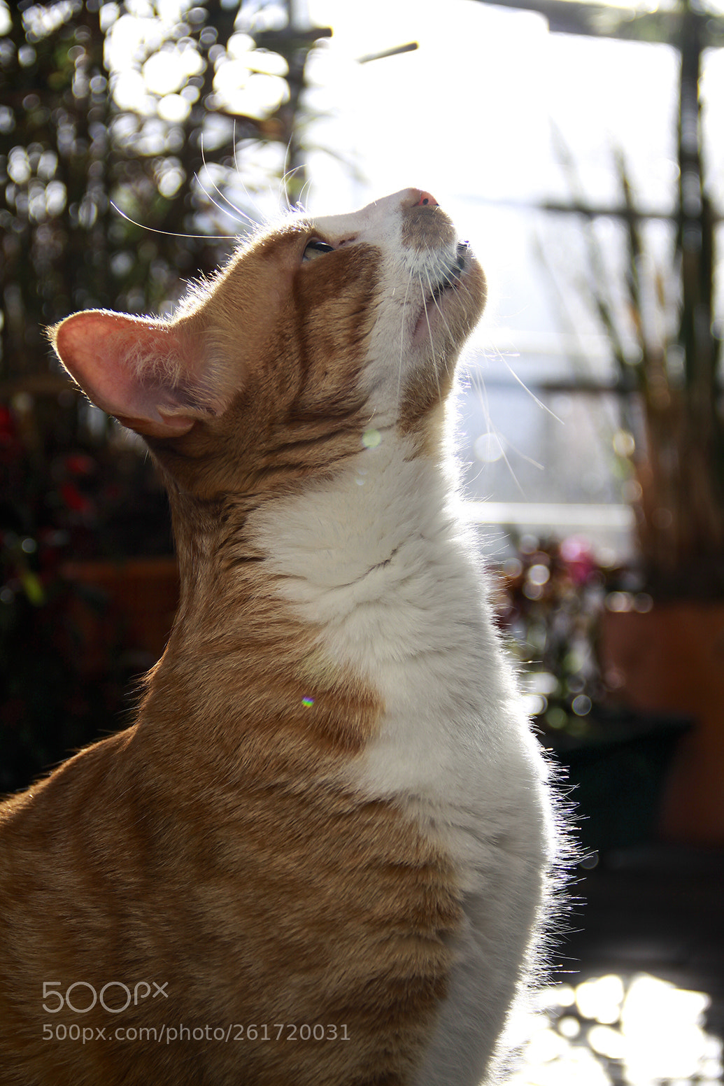 Canon EOS 50D sample photo. Steve photography