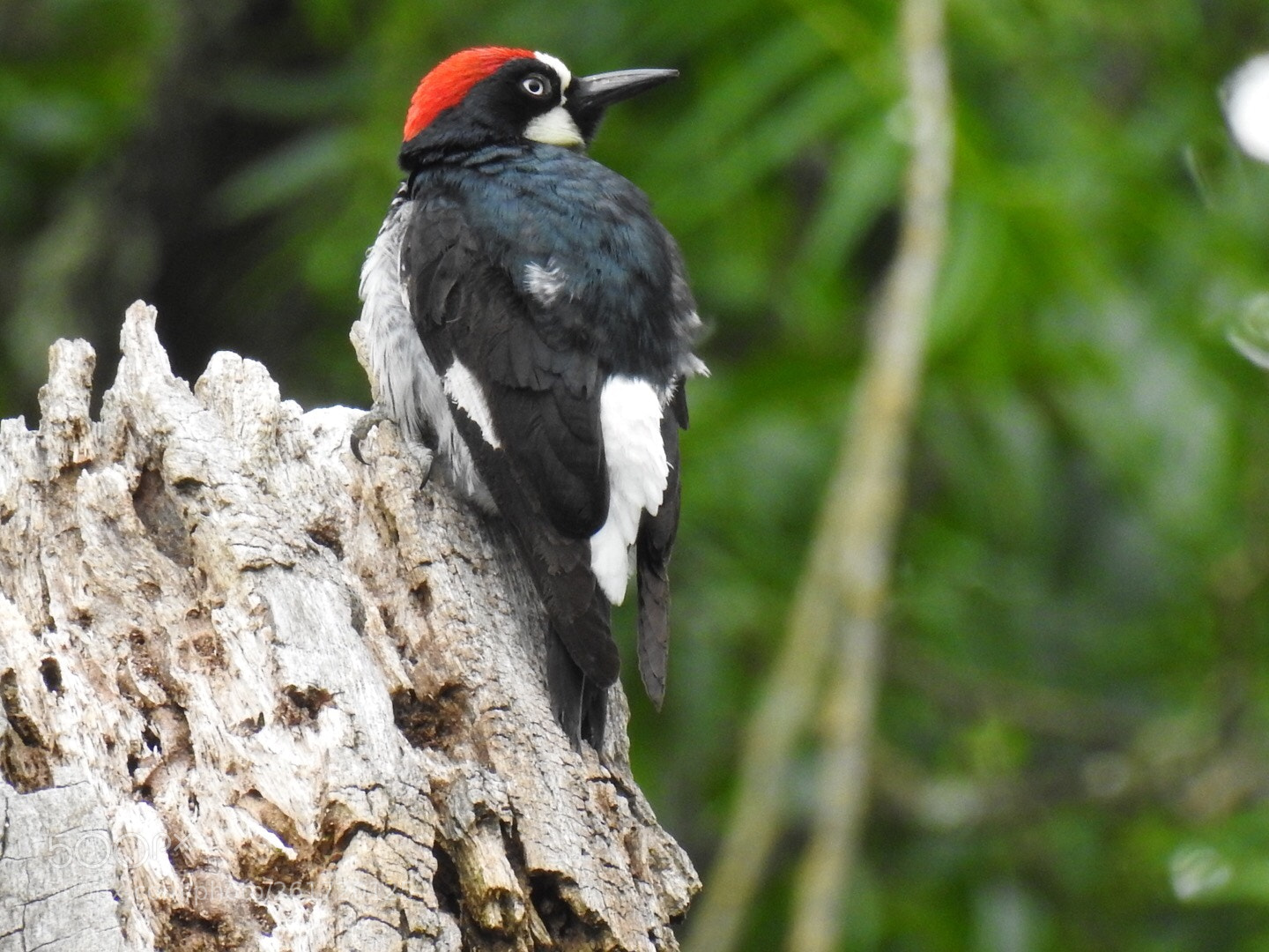 Nikon Coolpix P900 sample photo. Acorn woodpecker photography