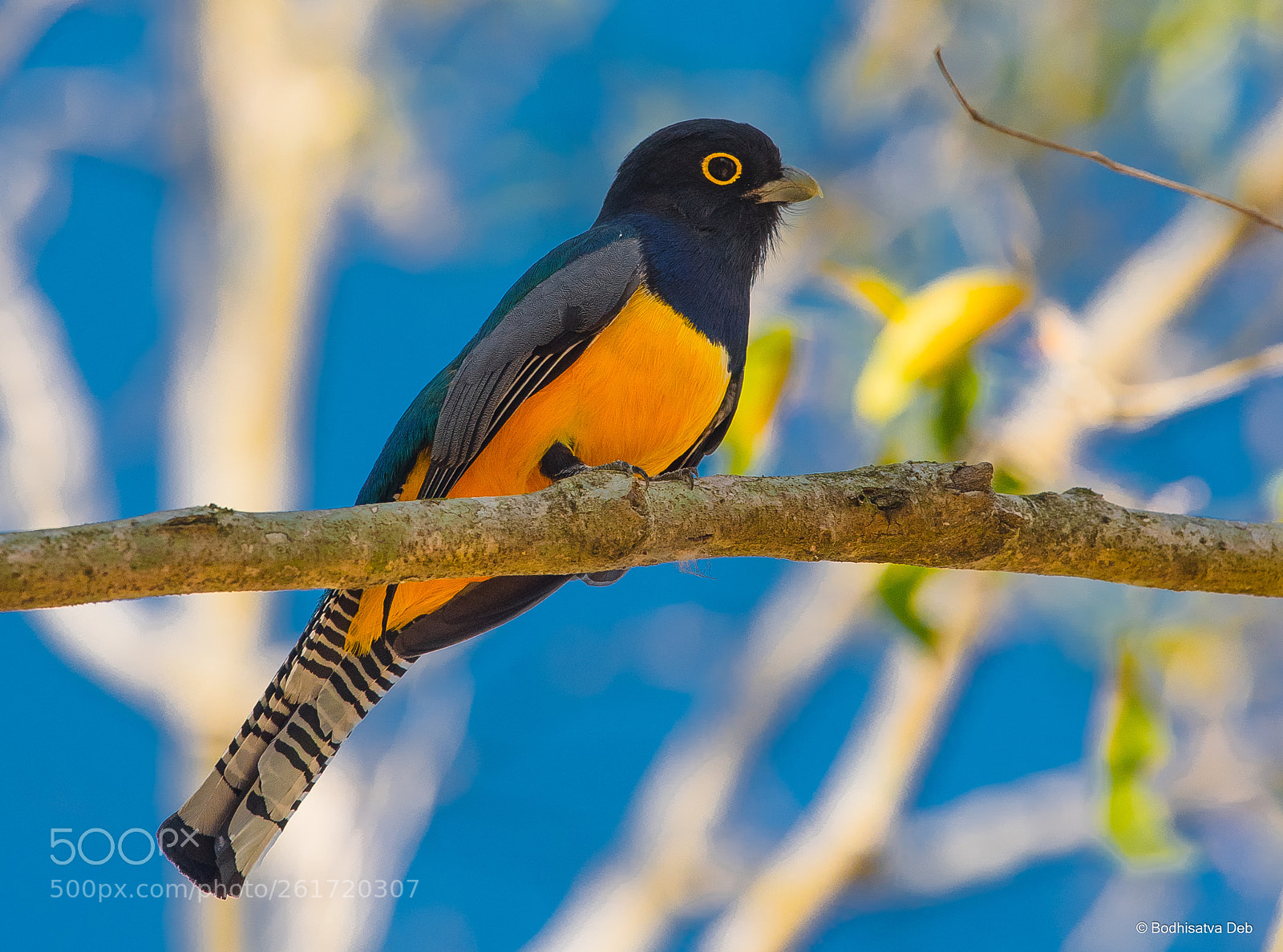 Nikon D750 sample photo. Black headed trogon photography