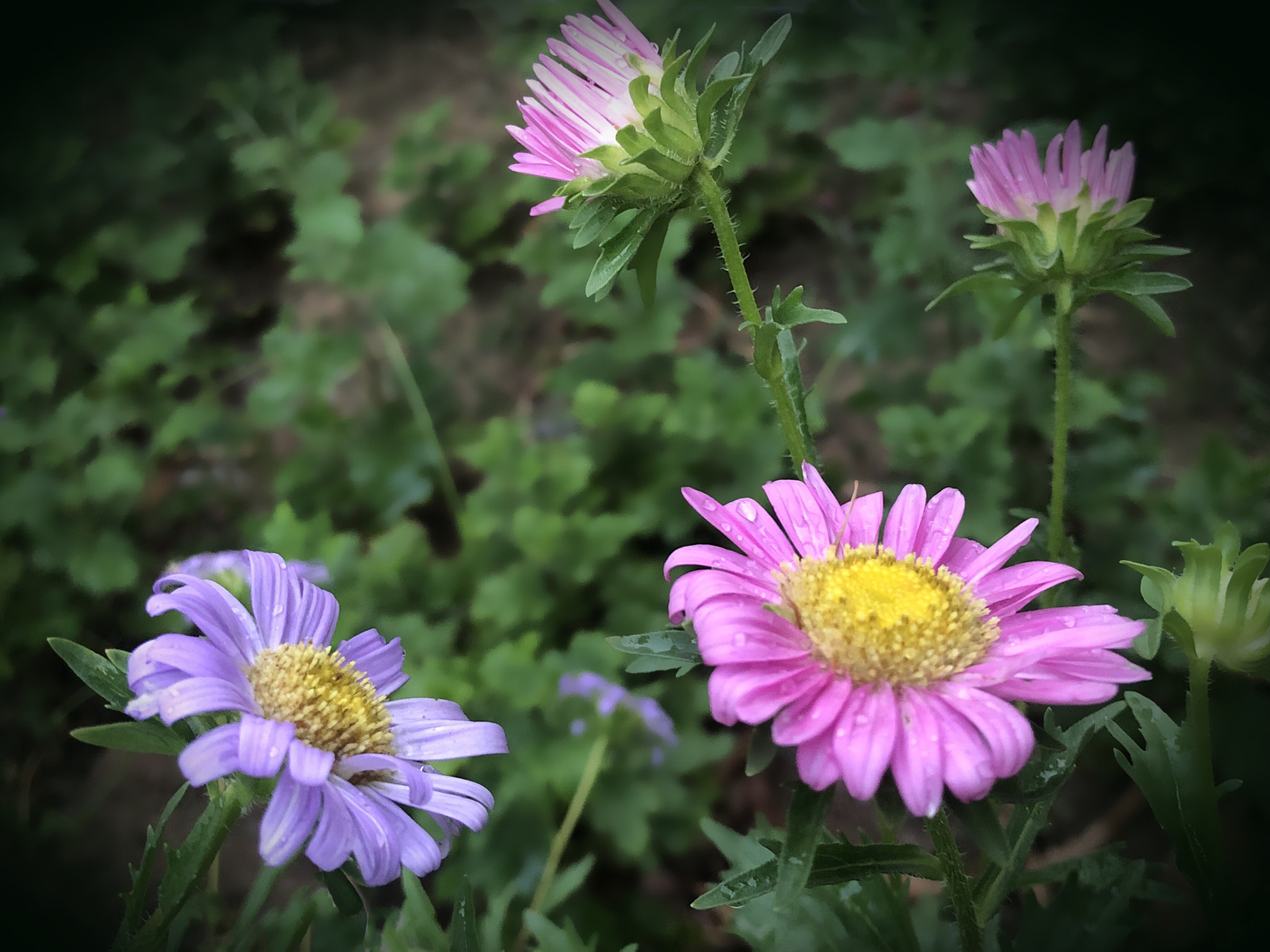 Apple iPhone 8 Plus sample photo. Fresh! photography