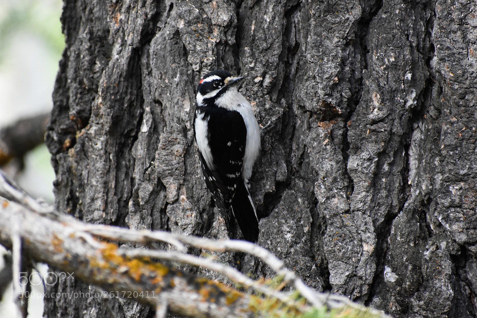 Nikon D3400 sample photo. Camo photography