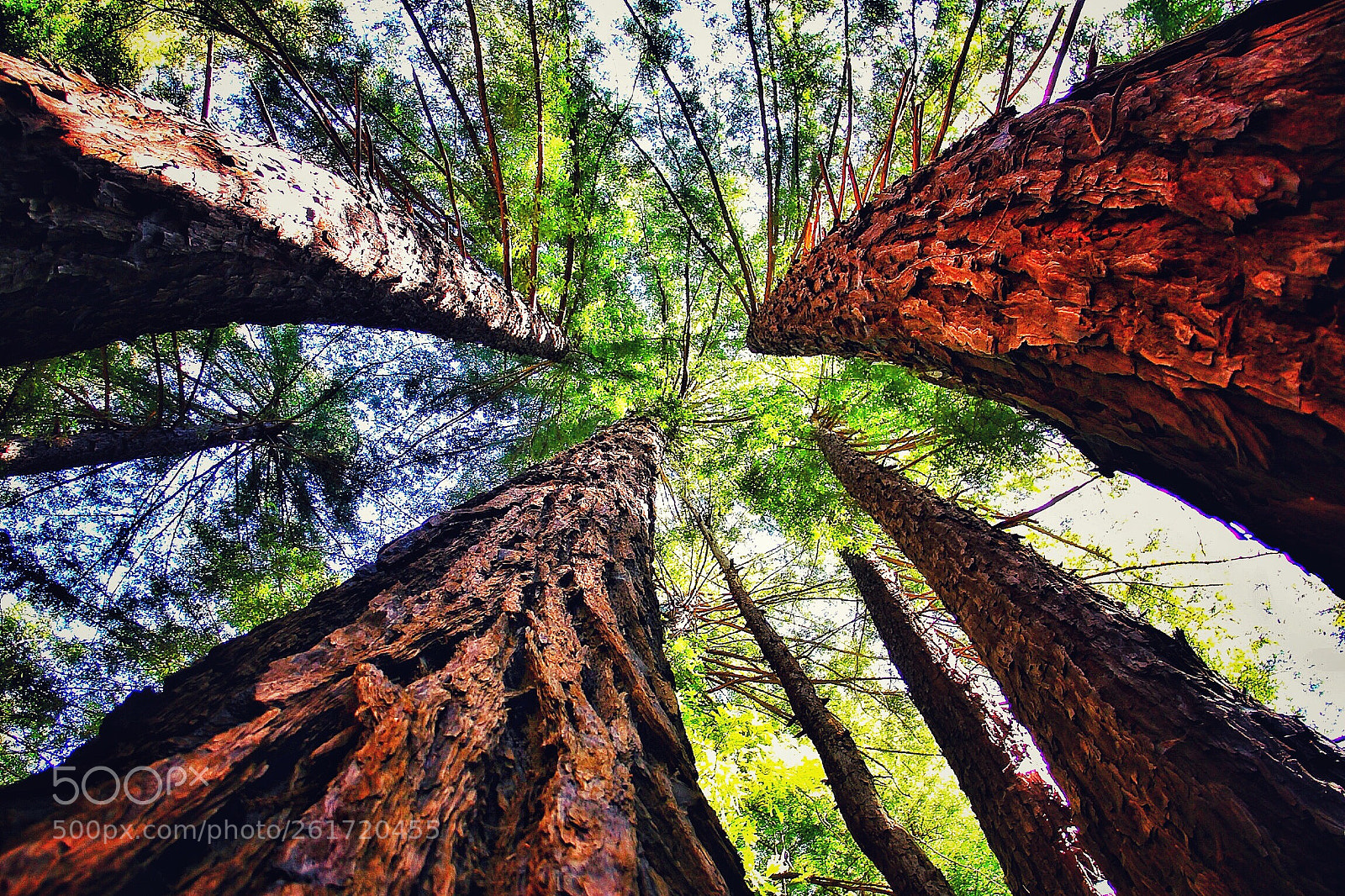 Canon EOS 60D sample photo. Reaching for the sky photography