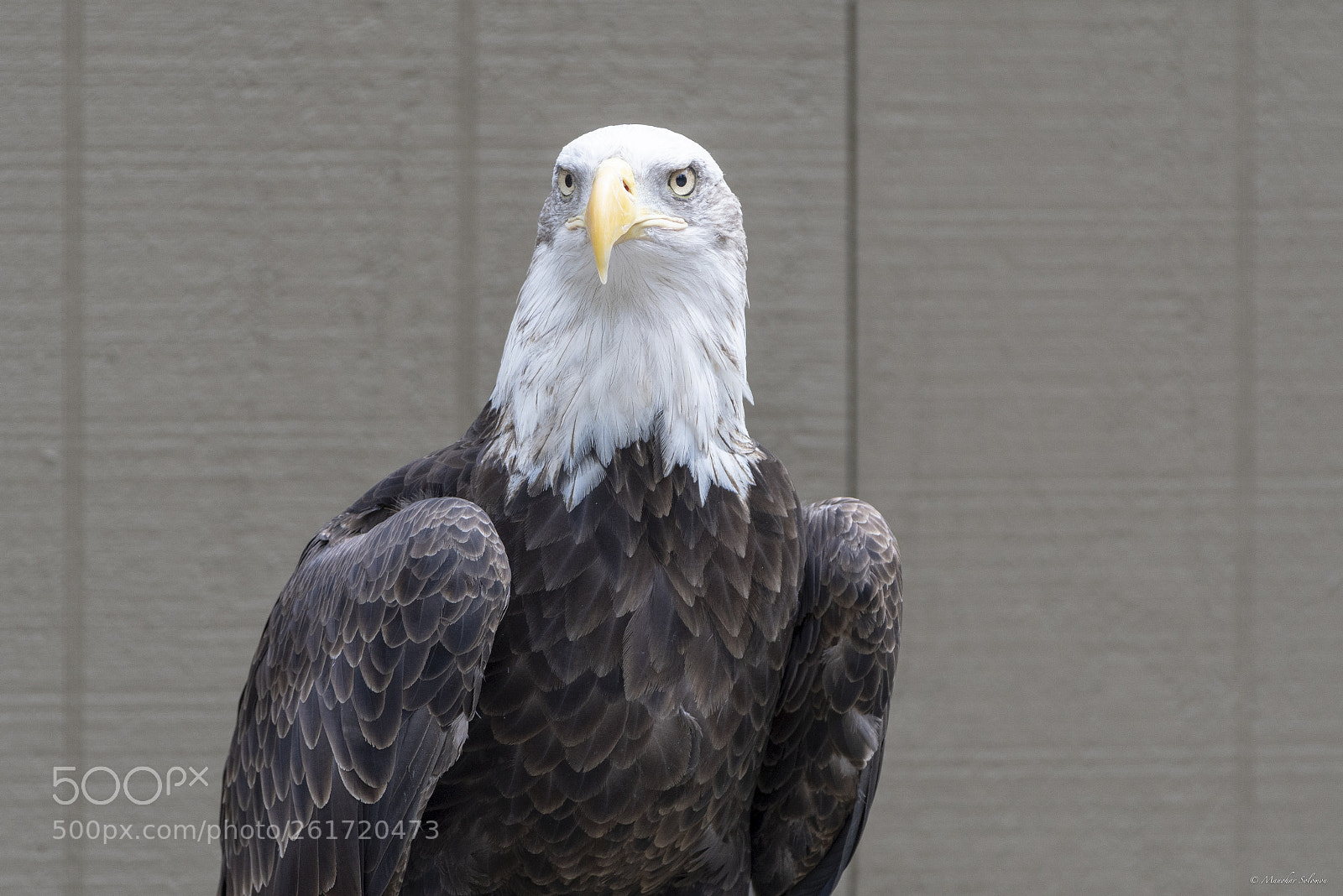 Nikon D500 sample photo. Bald eagle photography