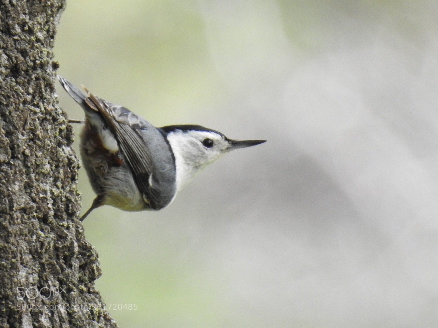 Nikon Coolpix P900 sample photo. White-breasted nuthatch photography