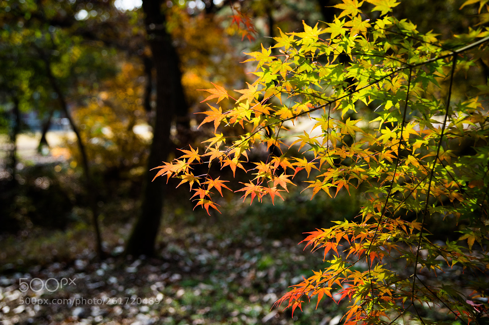 Nikon Df sample photo. Late autumn photography