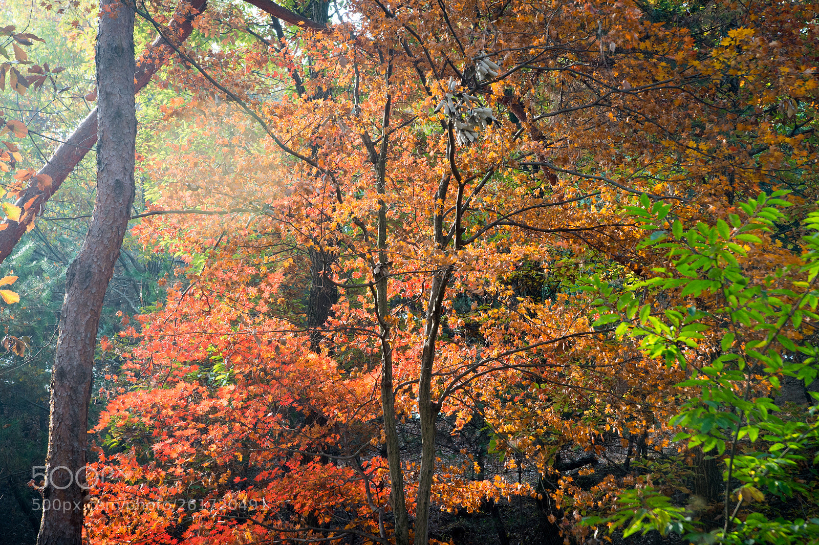 Nikon Df sample photo. Late autumn photography