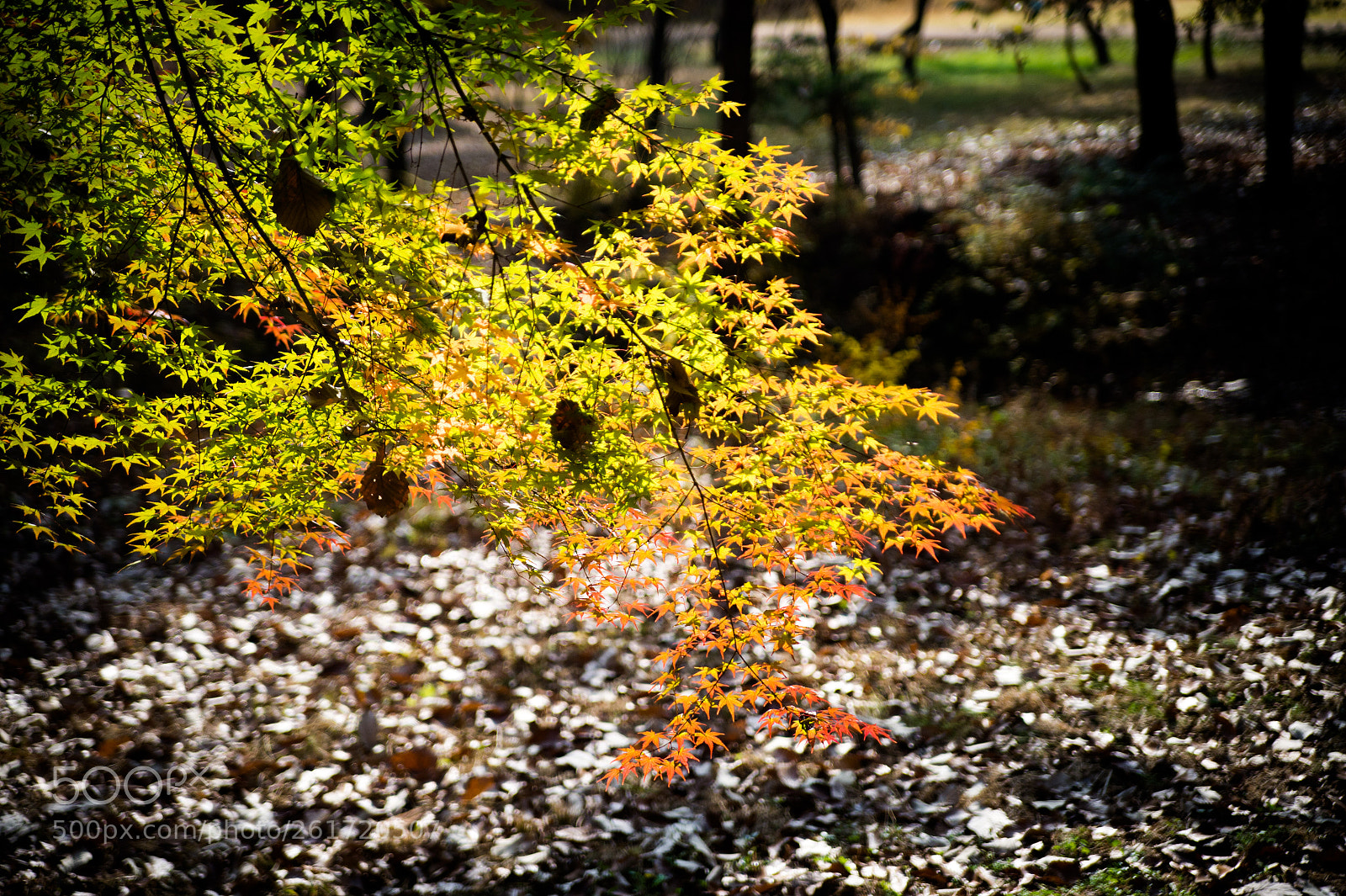 Nikon Df sample photo. Late autumn photography