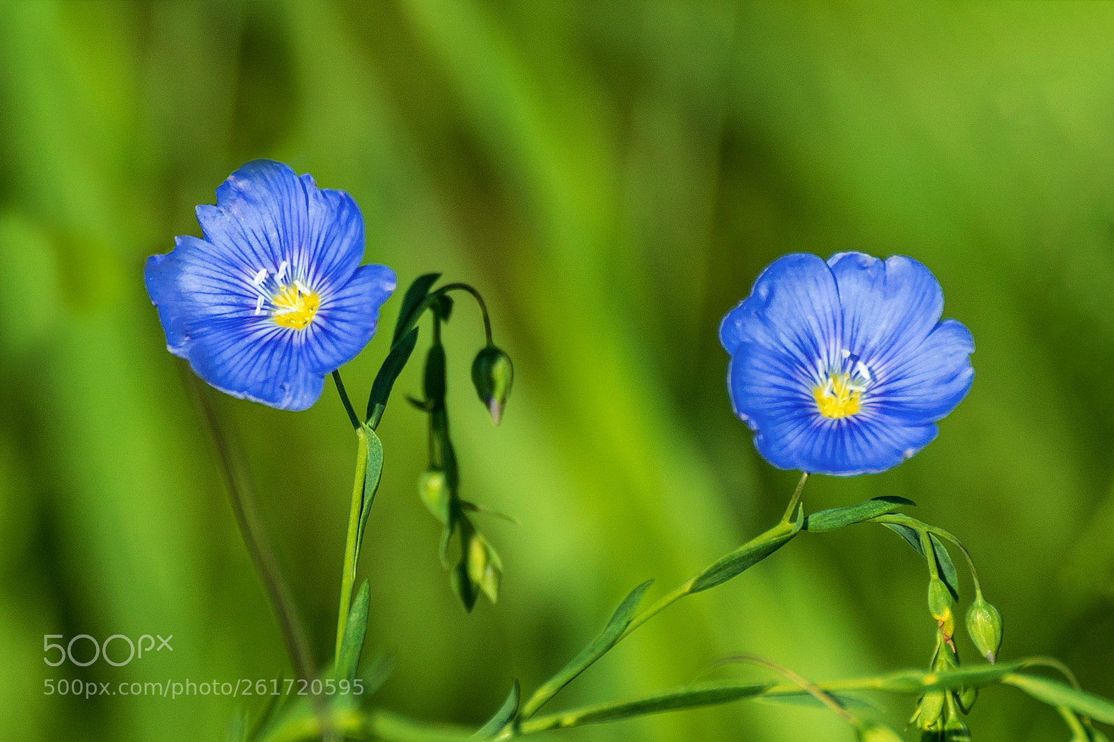 Sony ILCA-77M2 sample photo. Blue flax flower photography
