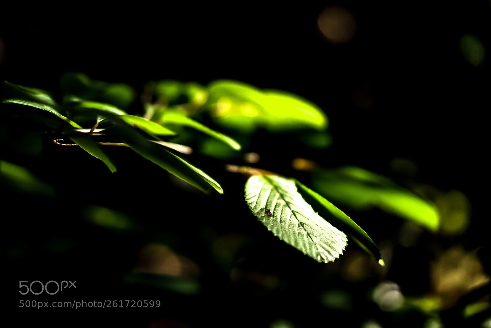 Sony a7 II sample photo. Intenso photography