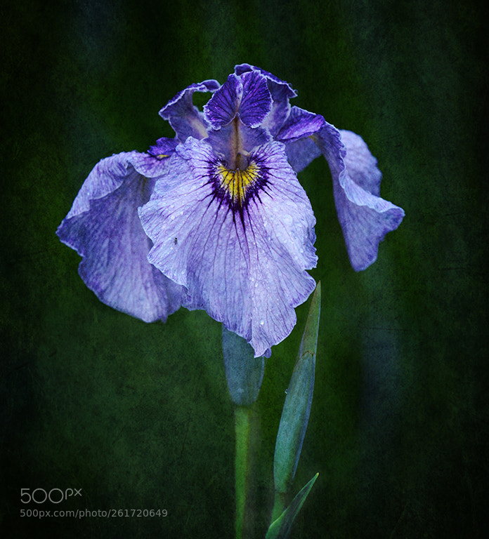 Nikon D7100 sample photo. Iris photography