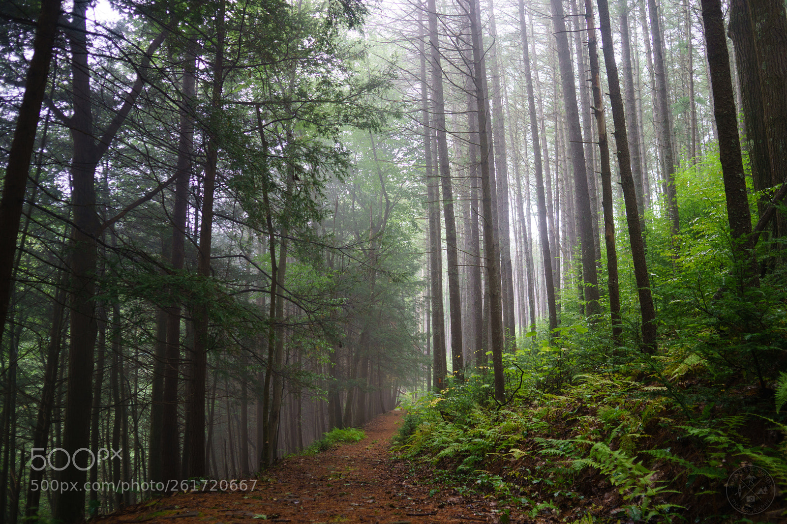 Sony a6000 sample photo. Black forest trail photography