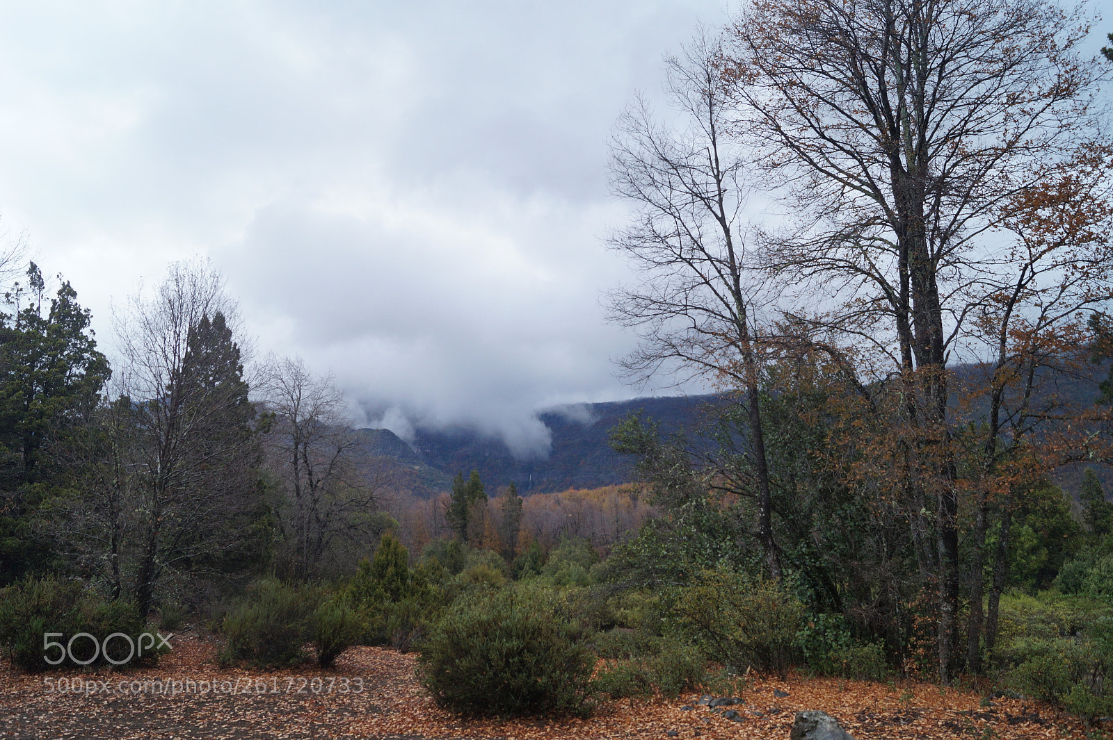 Sony SLT-A58 sample photo. Untitled photography