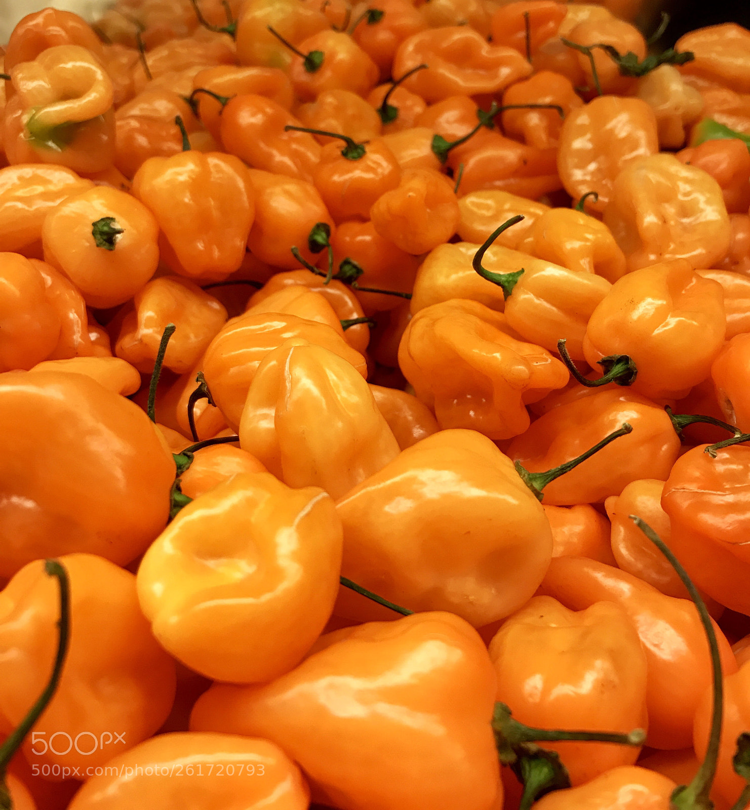 Apple iPhone 7 sample photo. Habaneros. photography