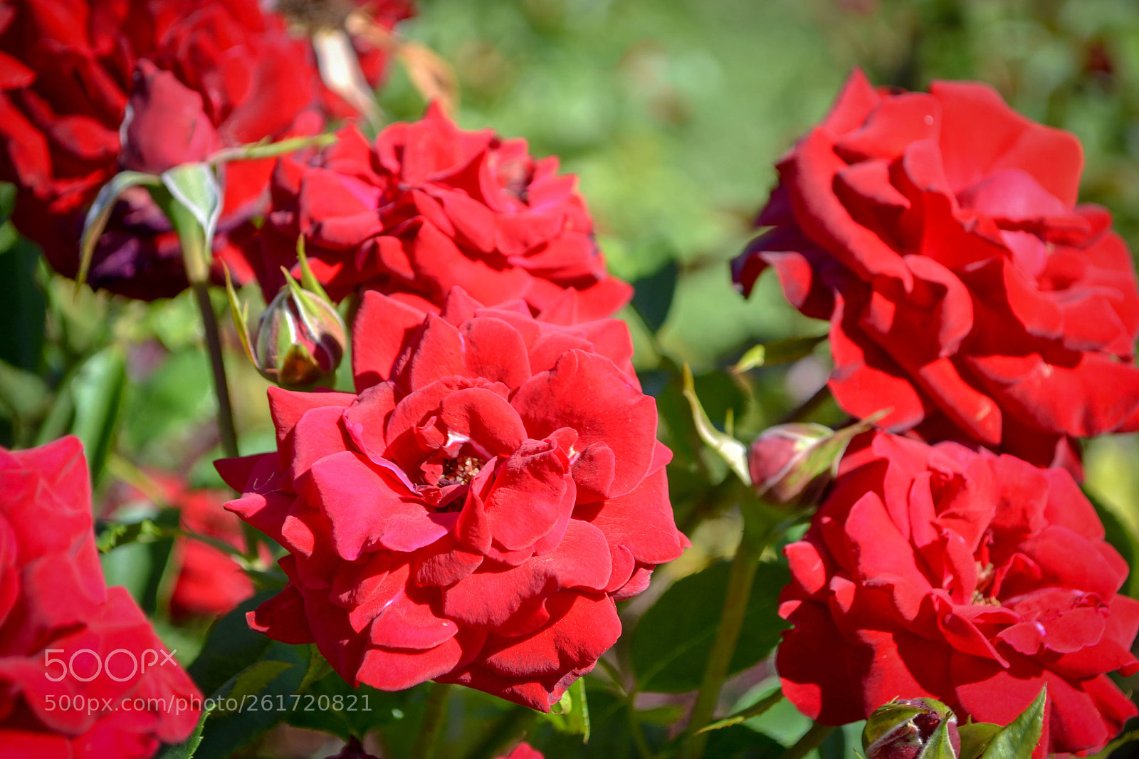 Nikon D3100 sample photo. Roses photography