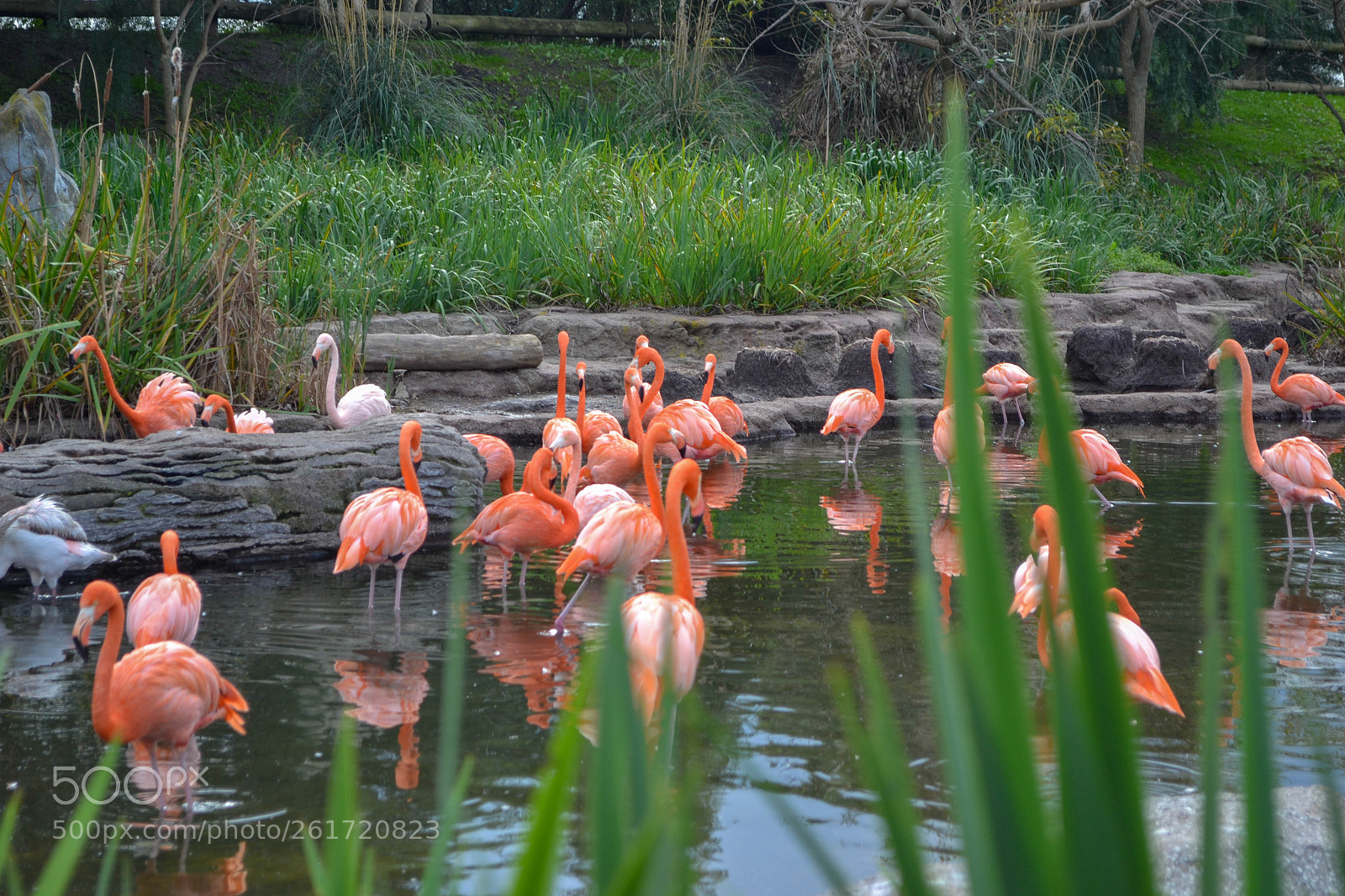 Nikon D3100 sample photo. Flamingoes photography