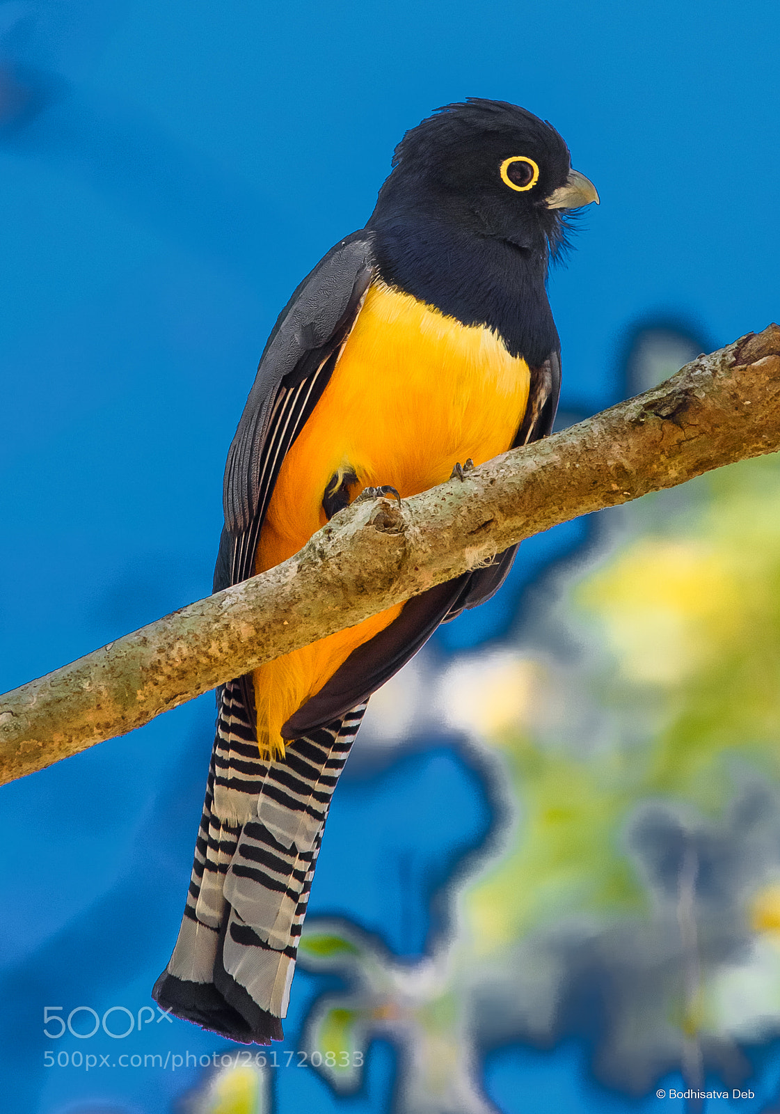 Nikon D750 sample photo. Black headed trogon photography
