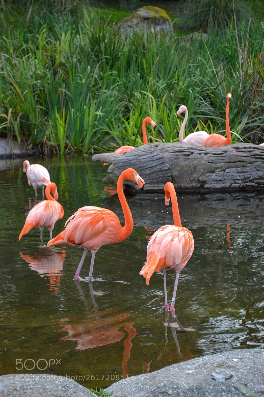 Nikon D3100 sample photo. Flamingoes photography