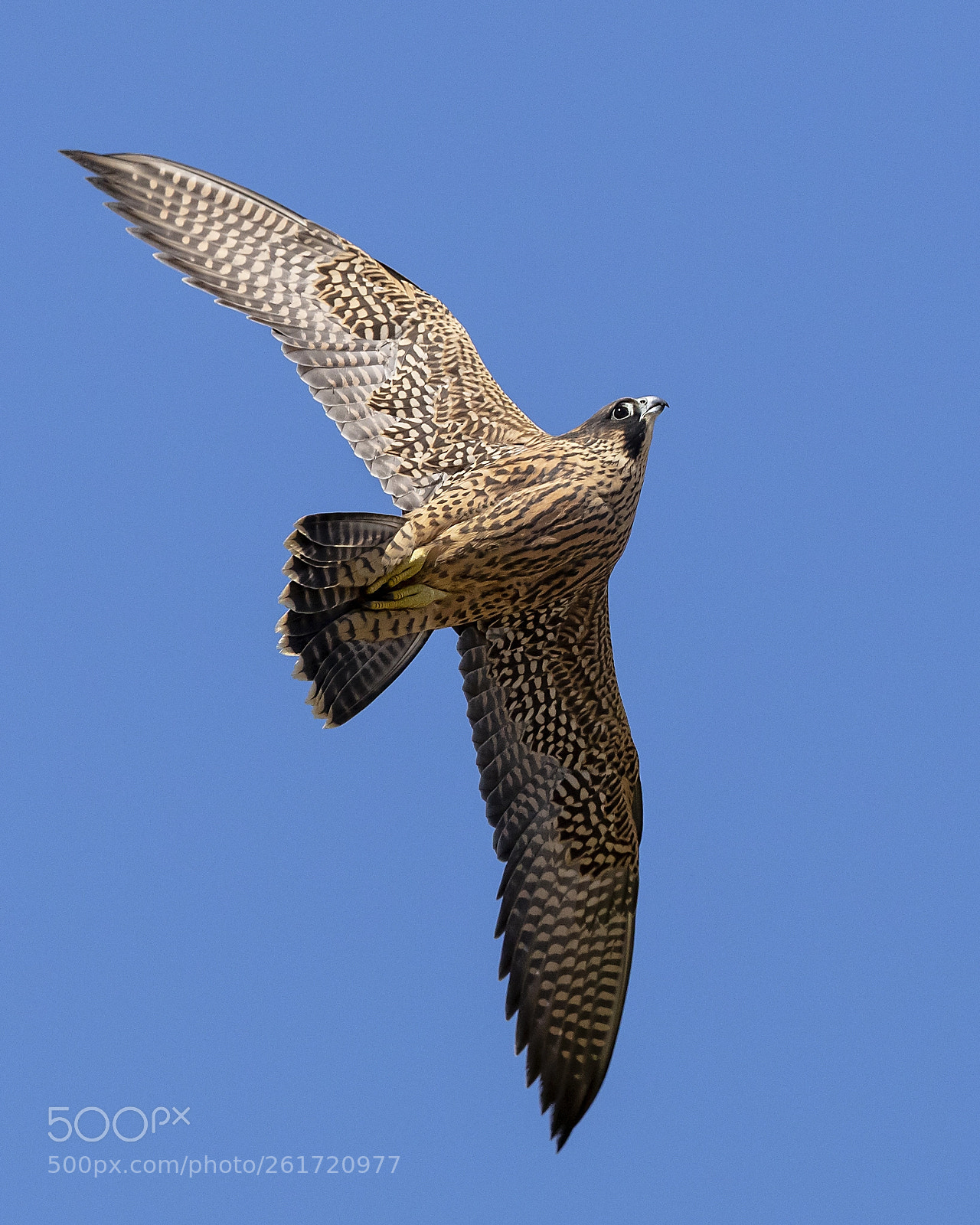 Canon EOS 5DS sample photo. Juvenile peregrine photography