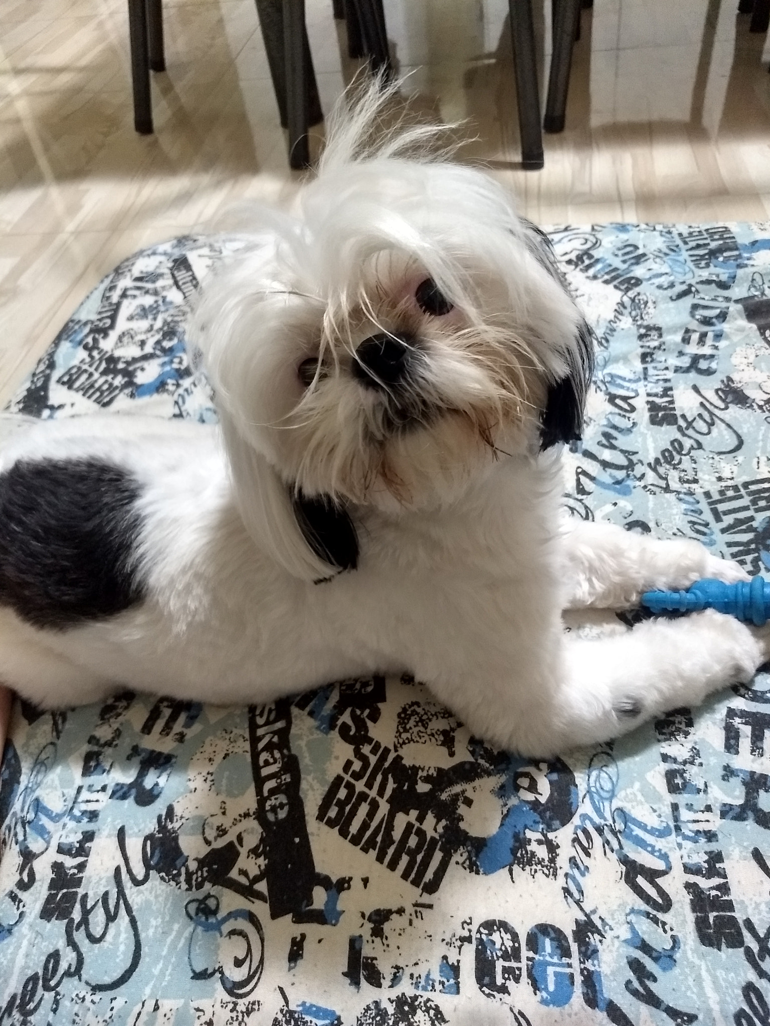 Motorola Moto G (5) Plus sample photo. Dog- filÓ photography