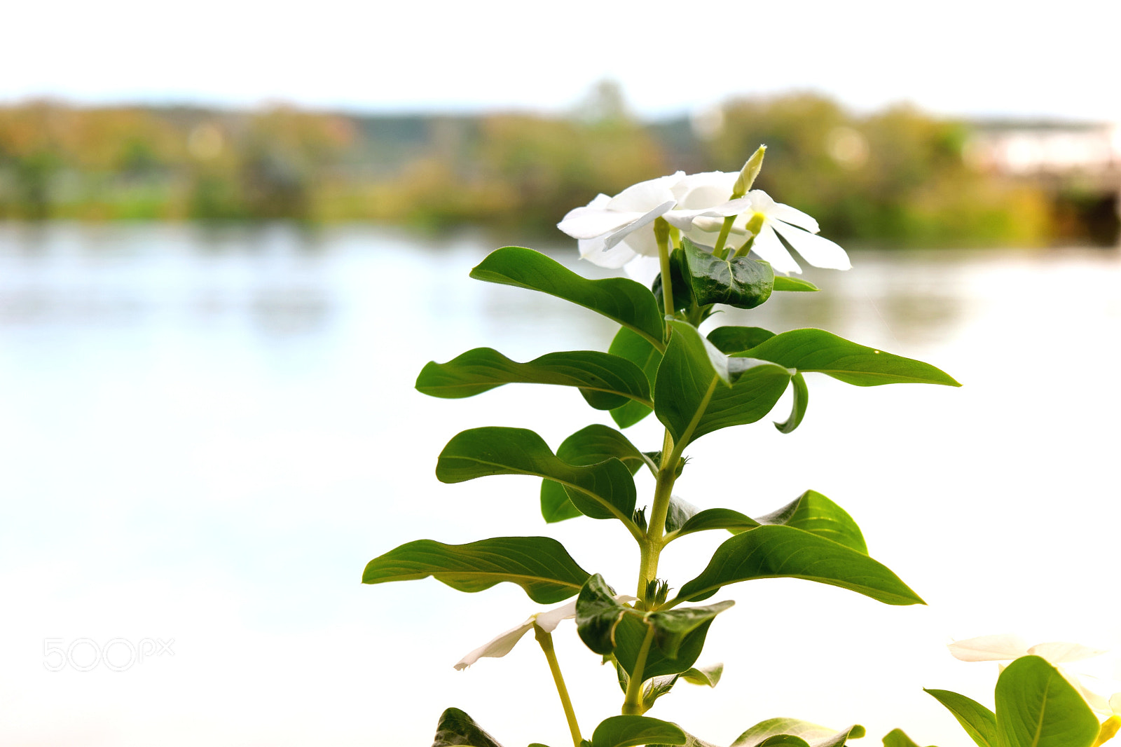 Nikon D3300 sample photo. Remenber me photography