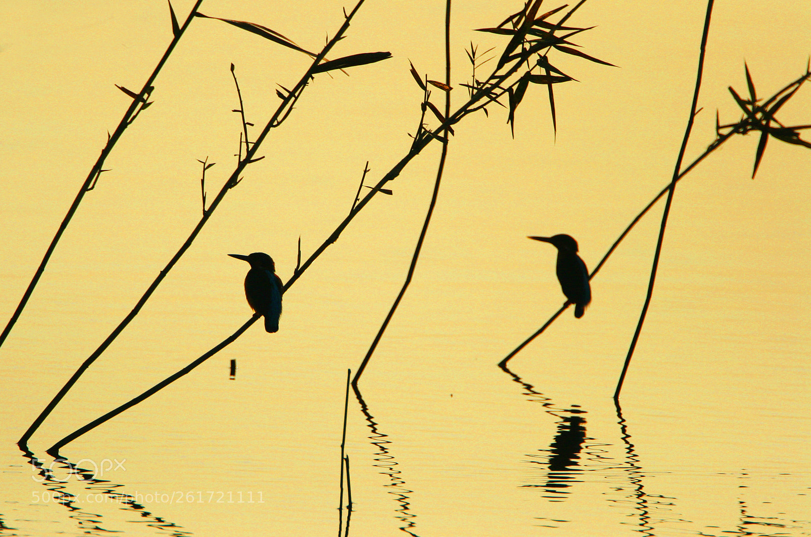 Canon EOS 20D sample photo. Kingfisher photography