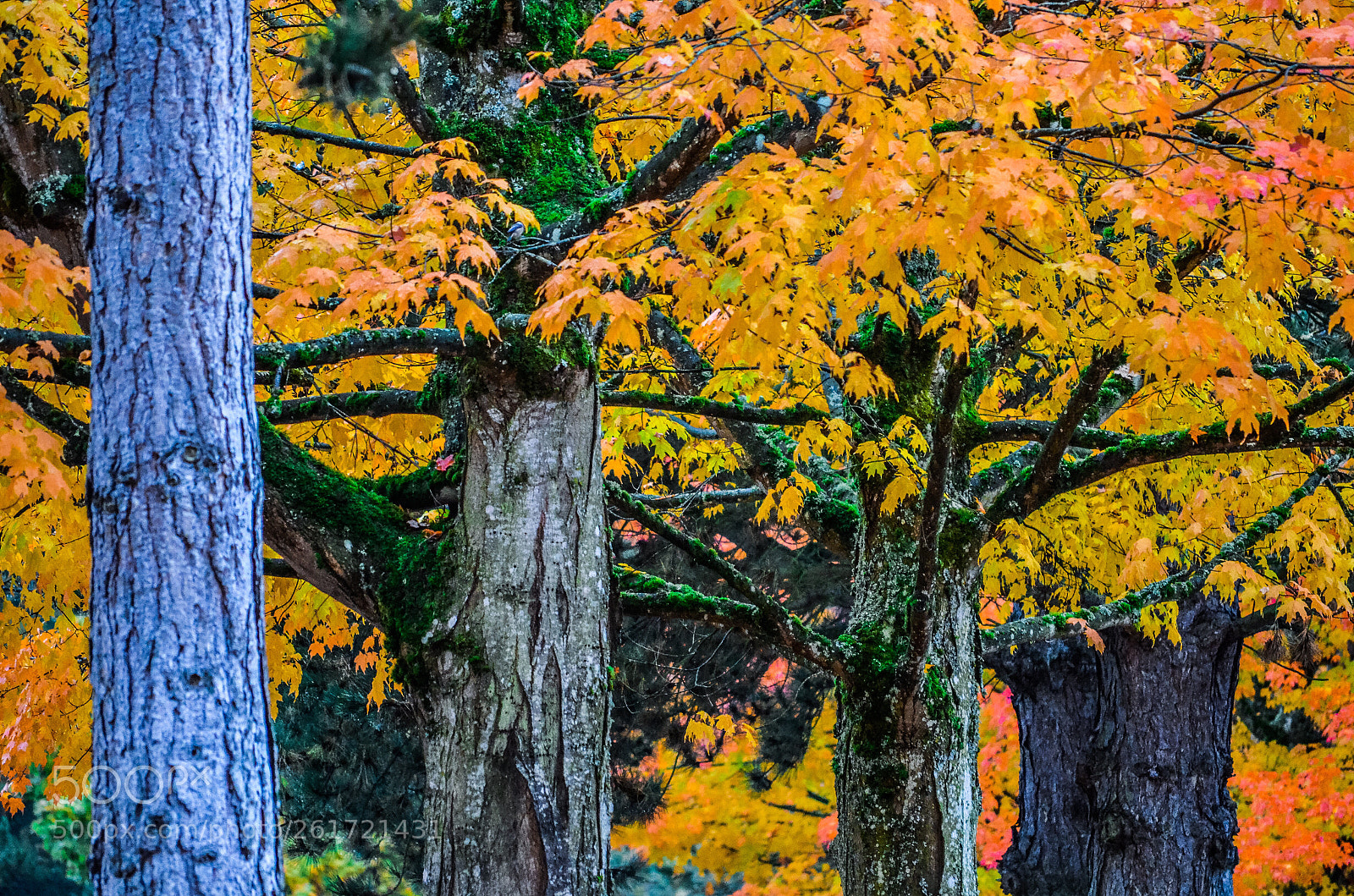 Nikon D5100 sample photo. Fall series  photography