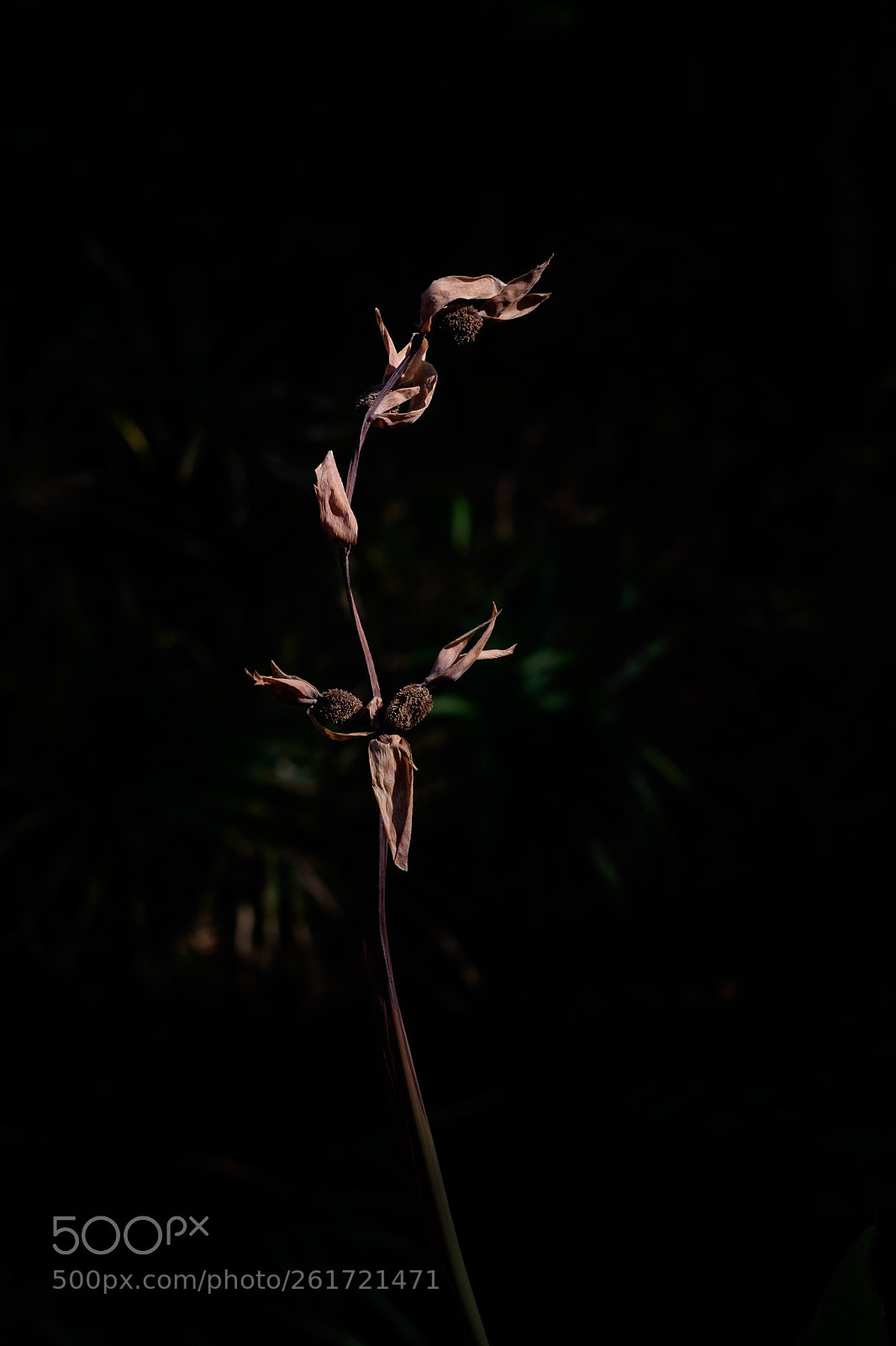 Fujifilm X-T1 sample photo. 败落的美人蕉 photography