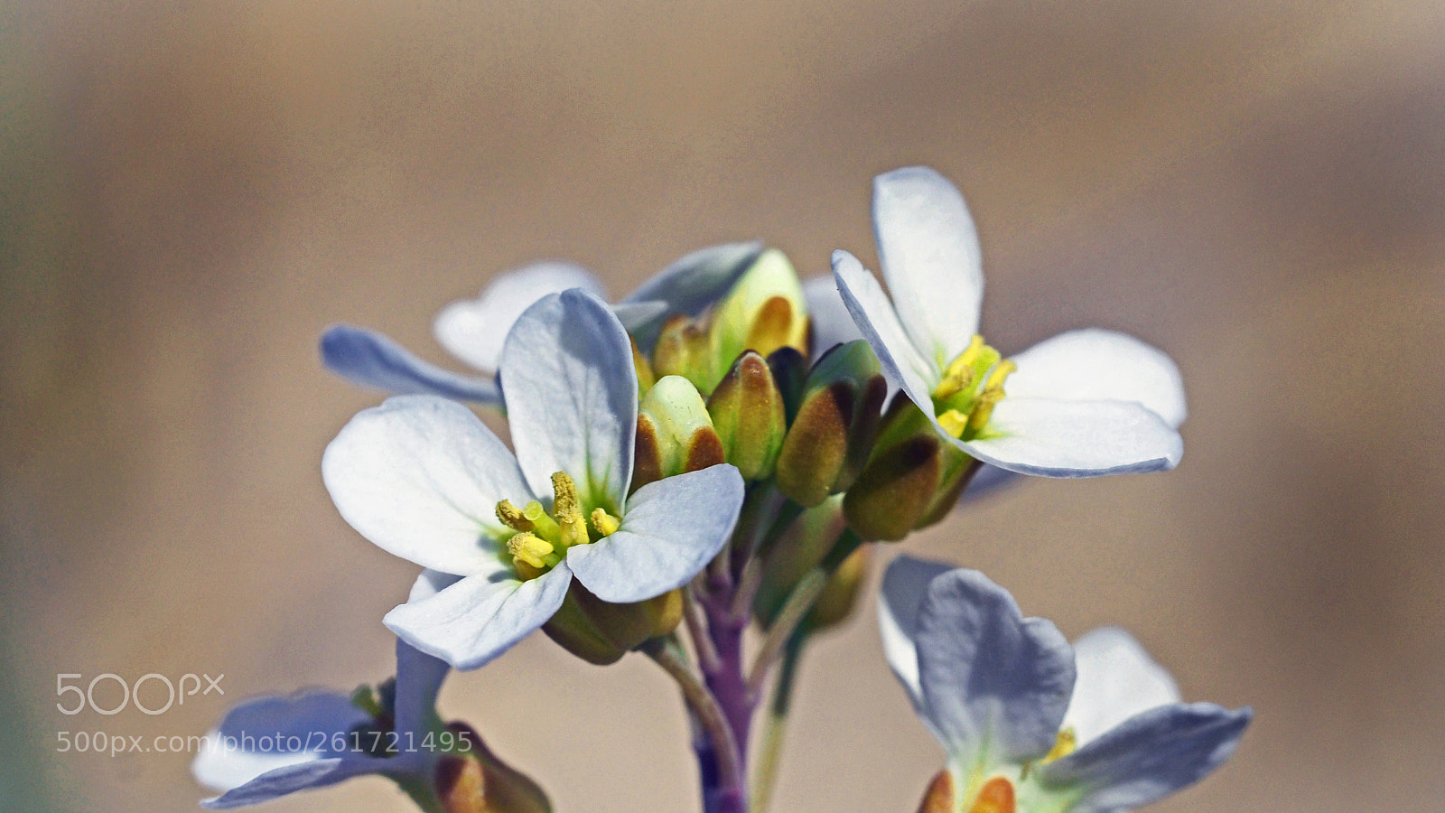 Olympus OM-D E-M5 II sample photo. Beach flower photography