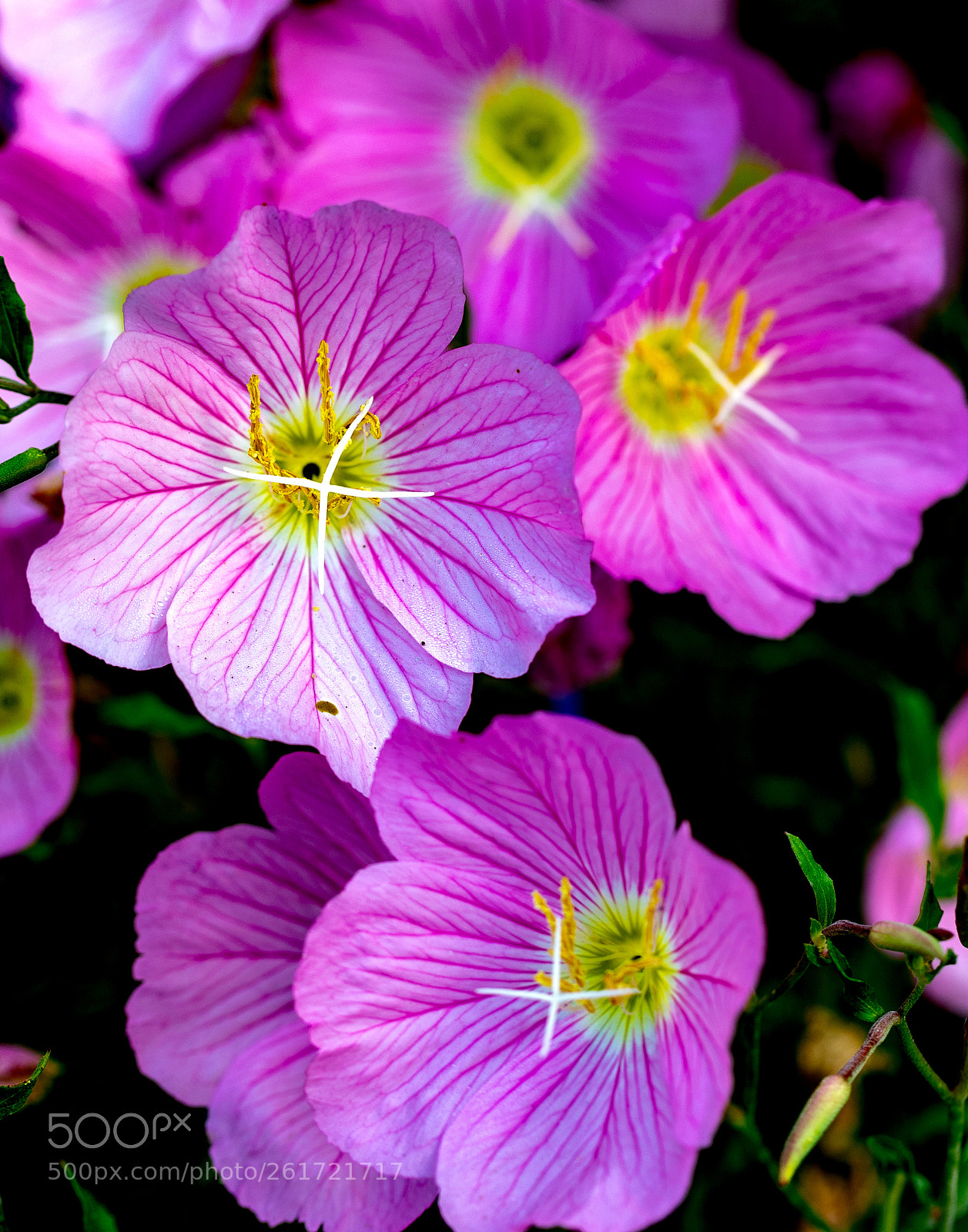 Canon EOS 5D Mark IV sample photo. Flowers photography