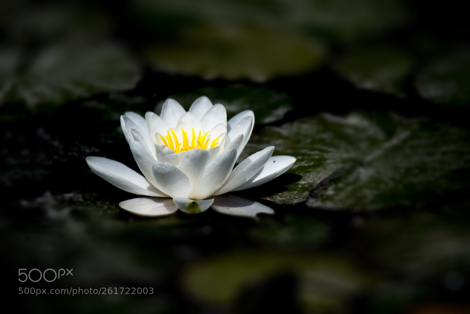Nikon D810 sample photo. 花 photography