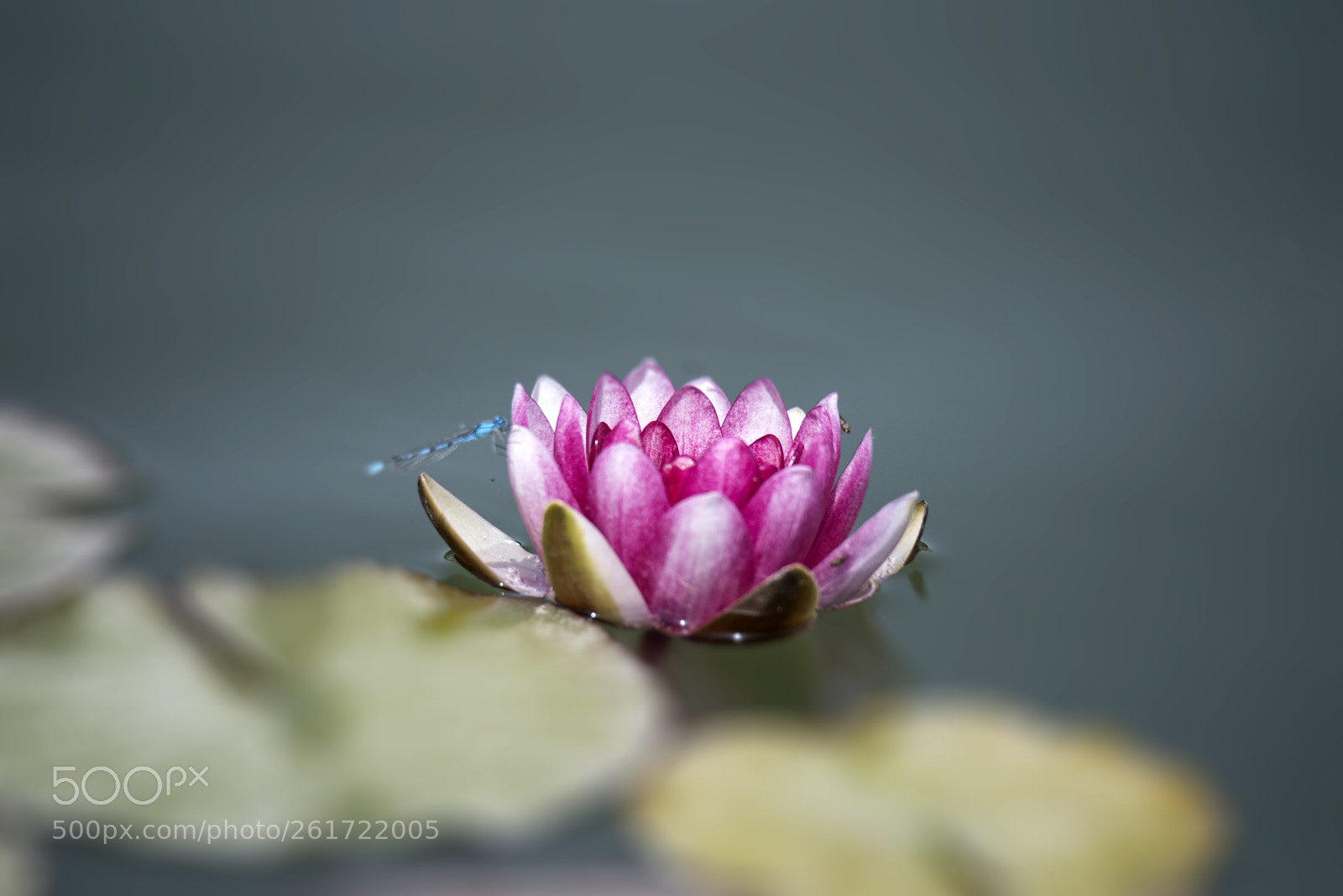 Nikon D810 sample photo. 花 photography