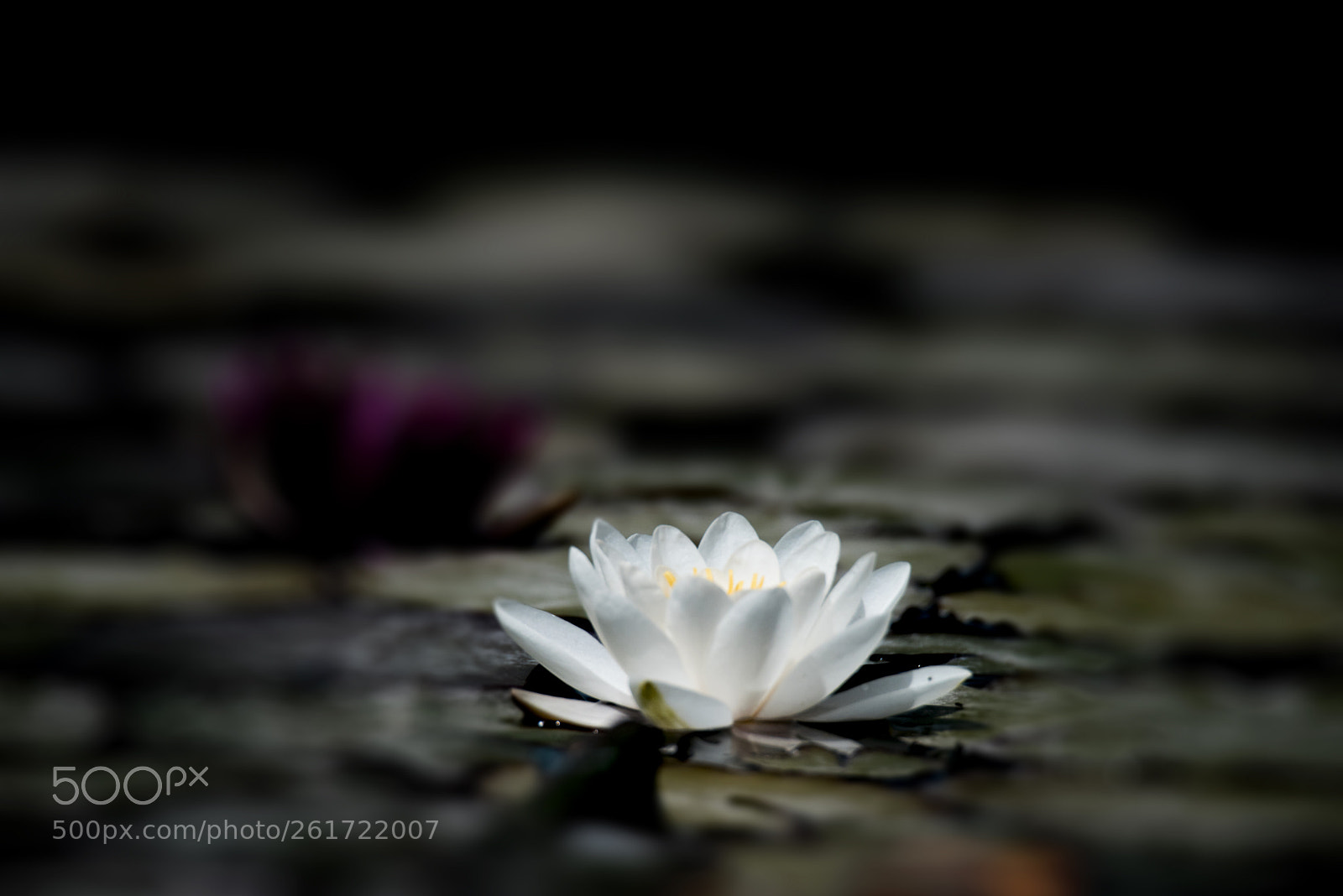 Nikon D810 sample photo. 花 photography