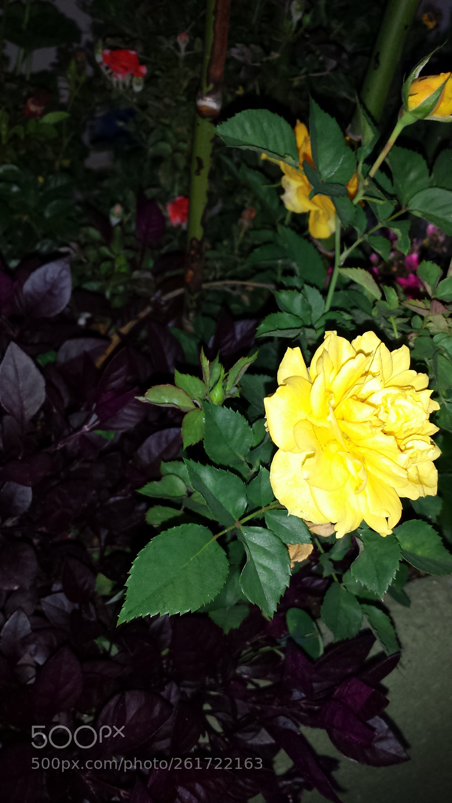 Samsung Galaxy S4 sample photo. Untitled photography